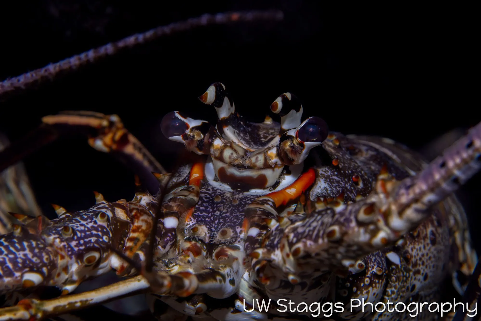 Lobster — Gardens of the Queen, Cuba