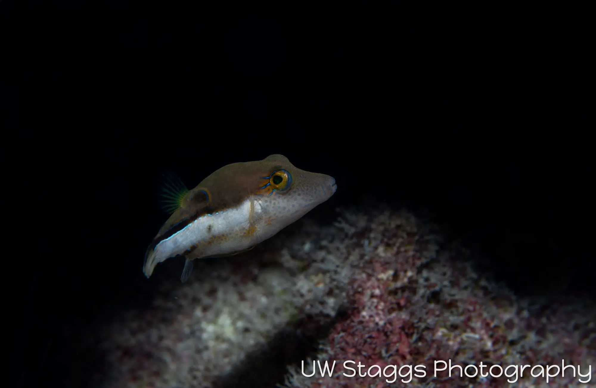 Reef Scene — Gardens of the Queen, Cuba