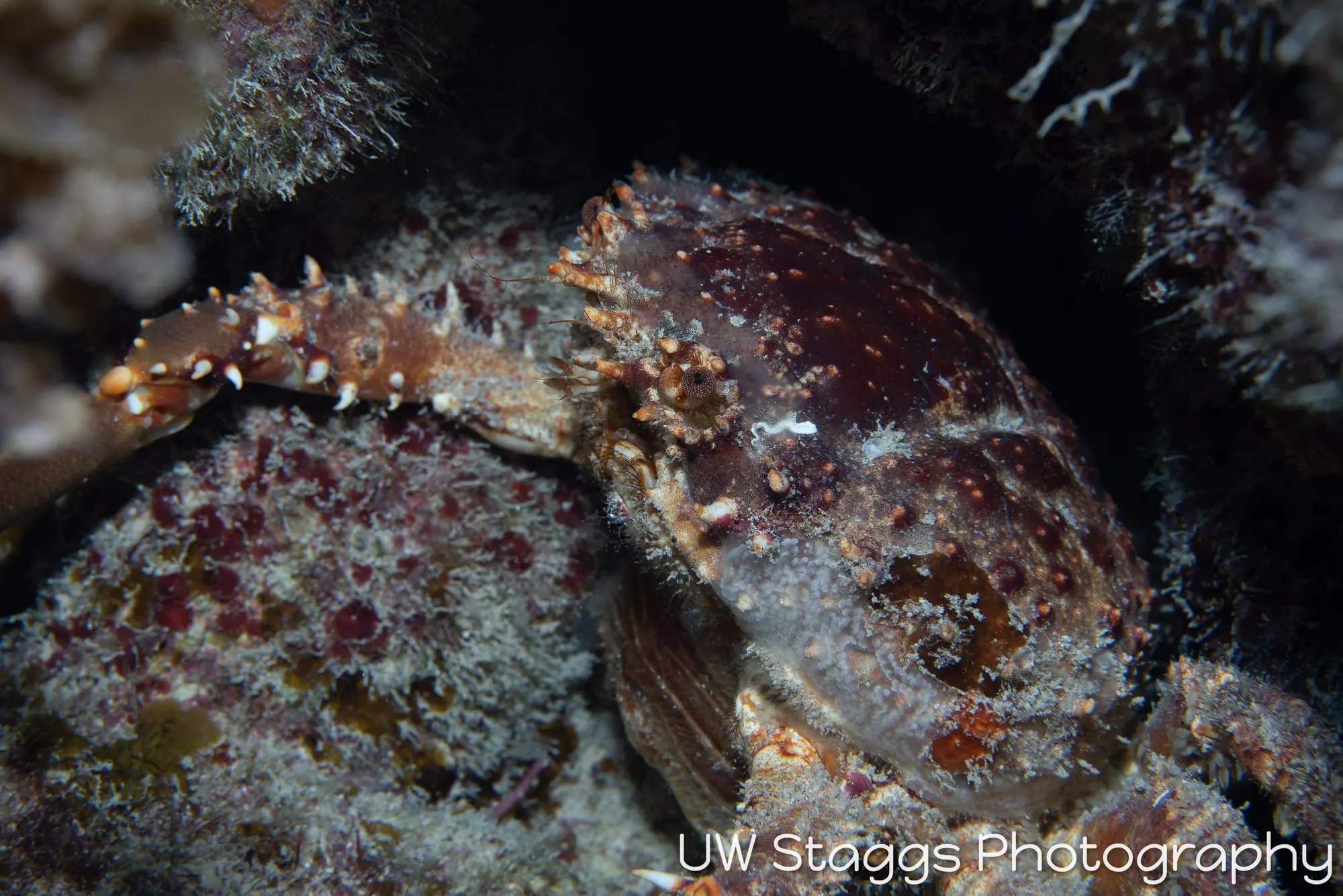 Crab — Gardens of the Queen, Cuba