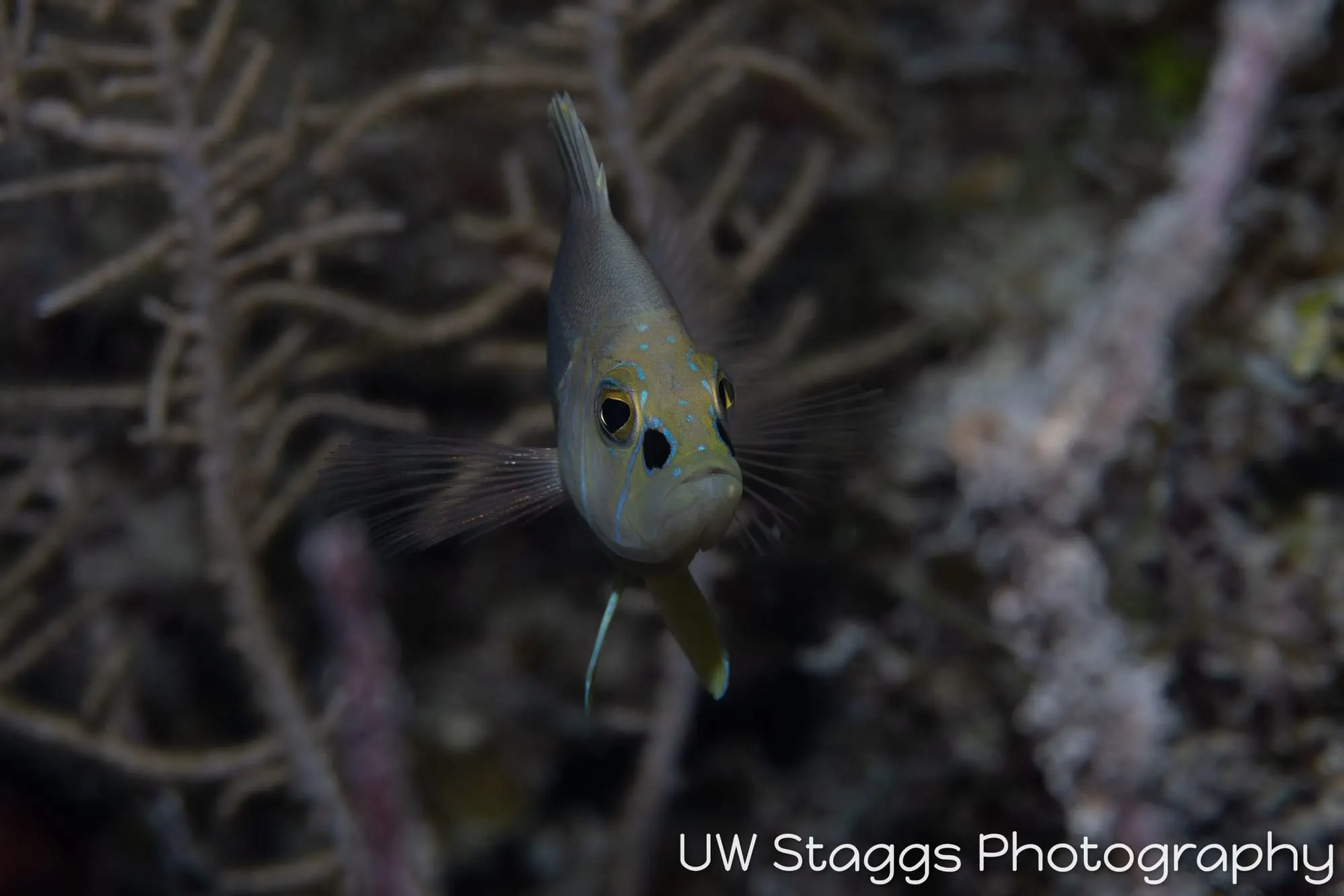 Reef Scene — Gardens of the Queen, Cuba