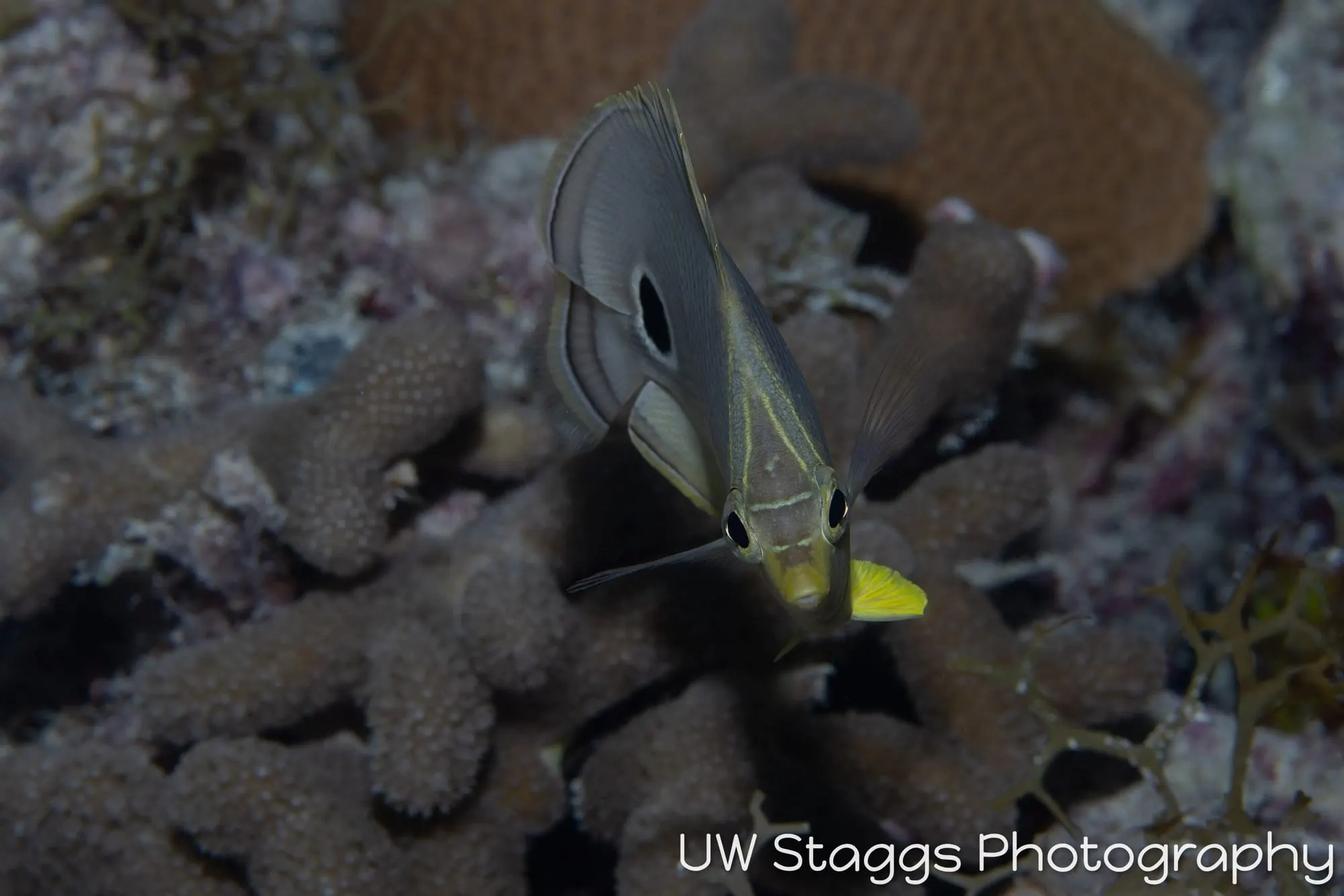 Reef Scene — Gardens of the Queen, Cuba