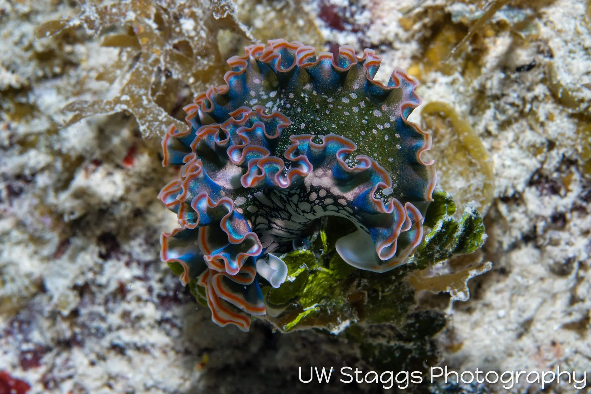 Tunicate — Gardens of the Queen, Cuba