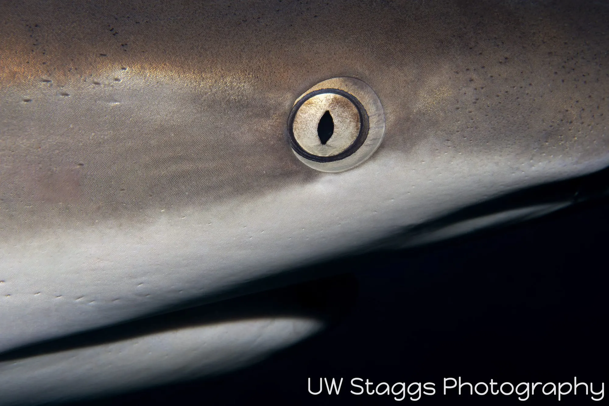 Dogfish Shark — Gardens of the Queen, Cuba