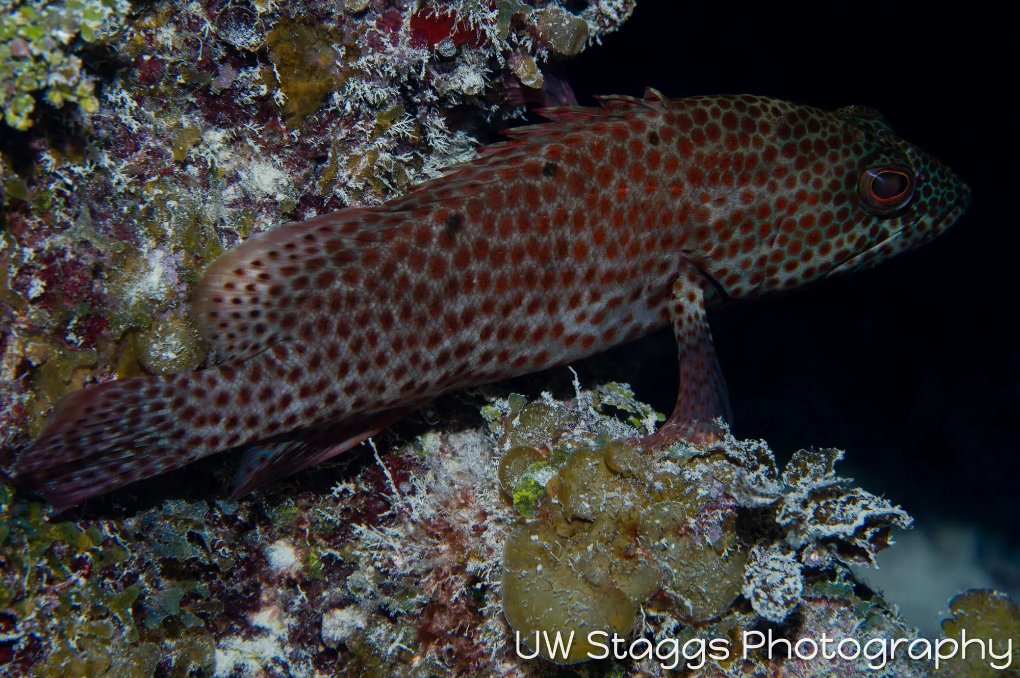 Dogfish Shark — Gardens of the Queen, Cuba
