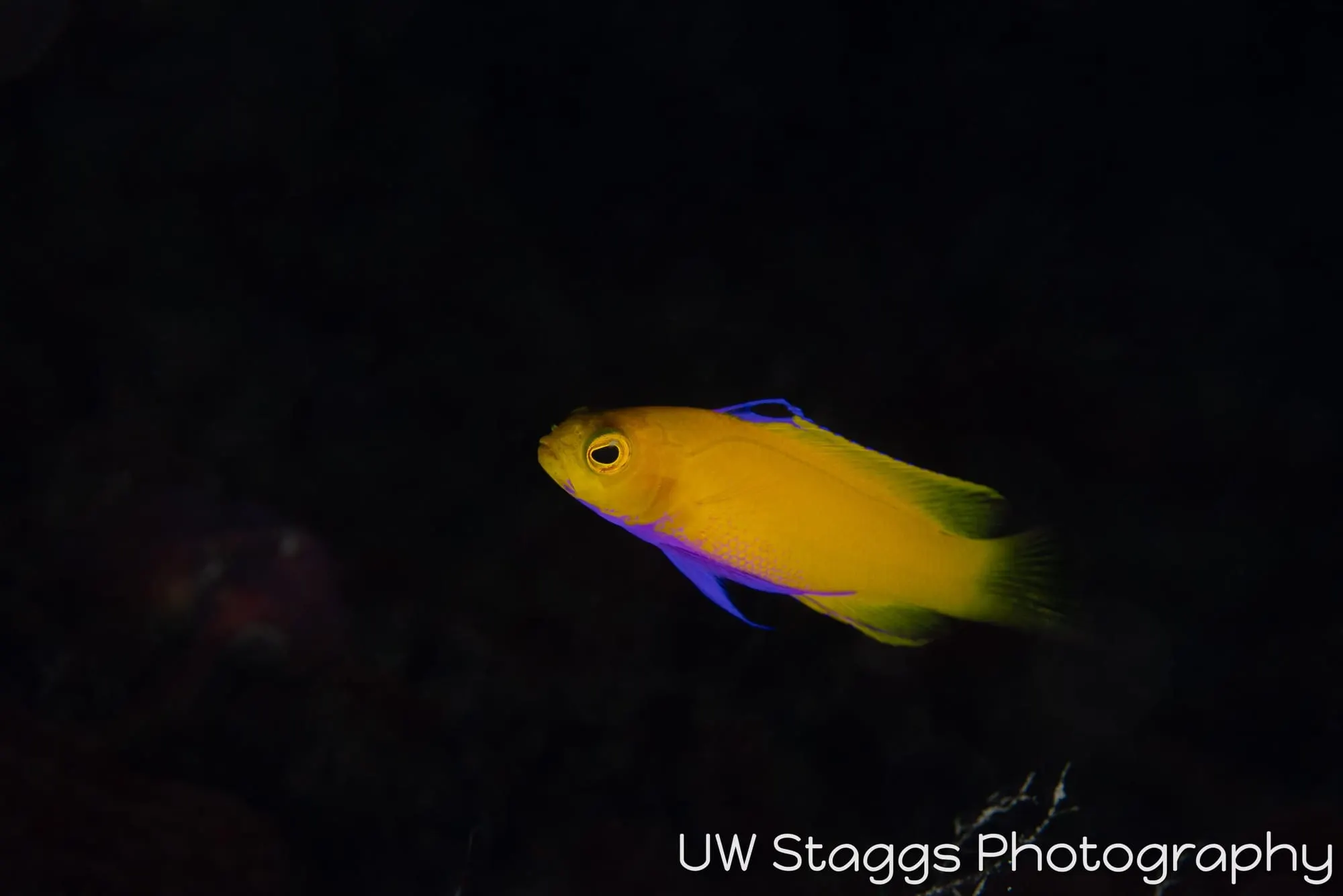 Reef Scene — Gardens of the Queen, Cuba
