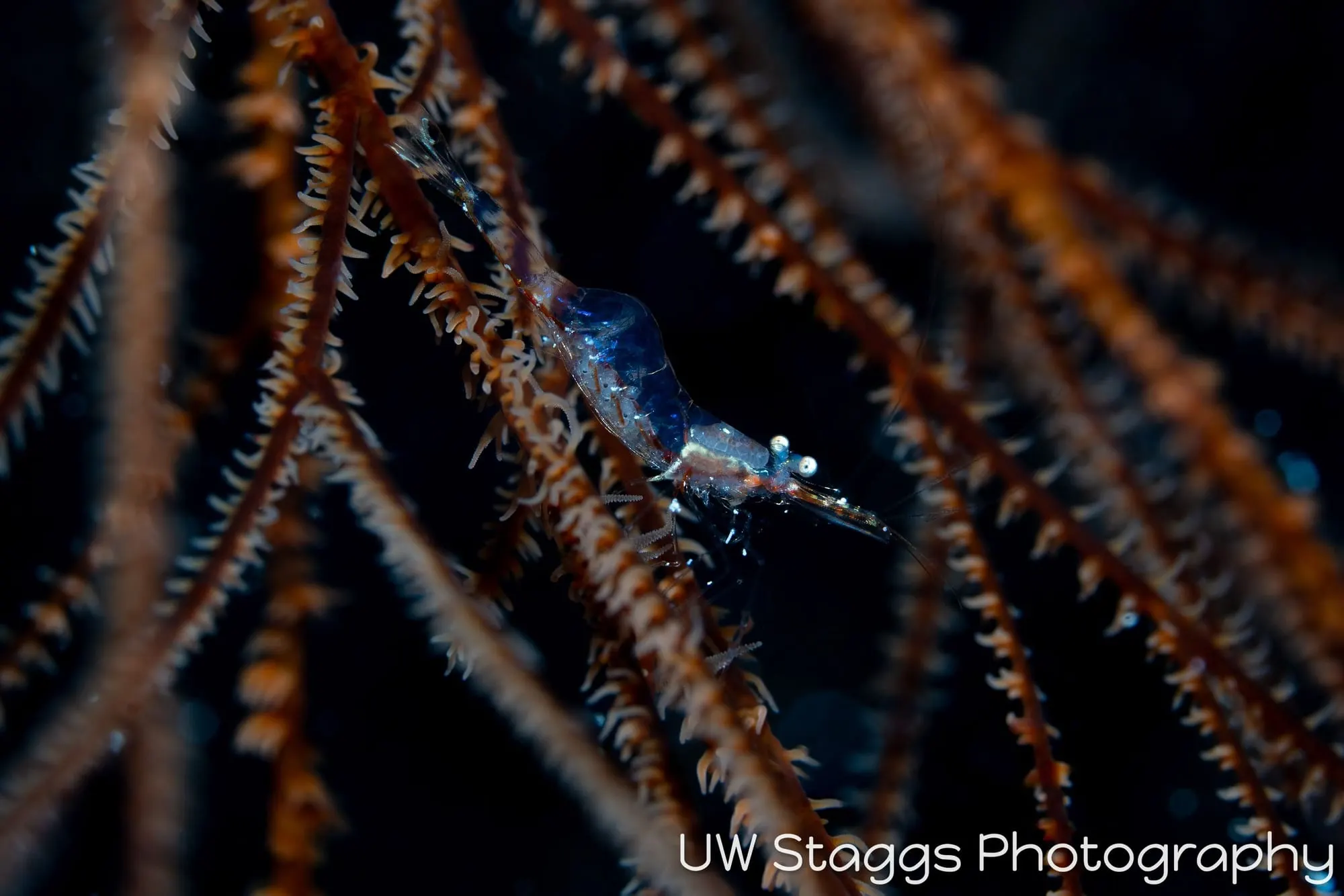 Shrimp — Gardens of the Queen, Cuba