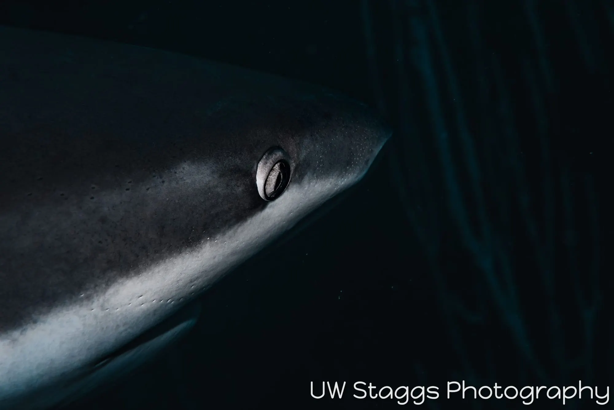 Dogfish Shark — Gardens of the Queen, Cuba