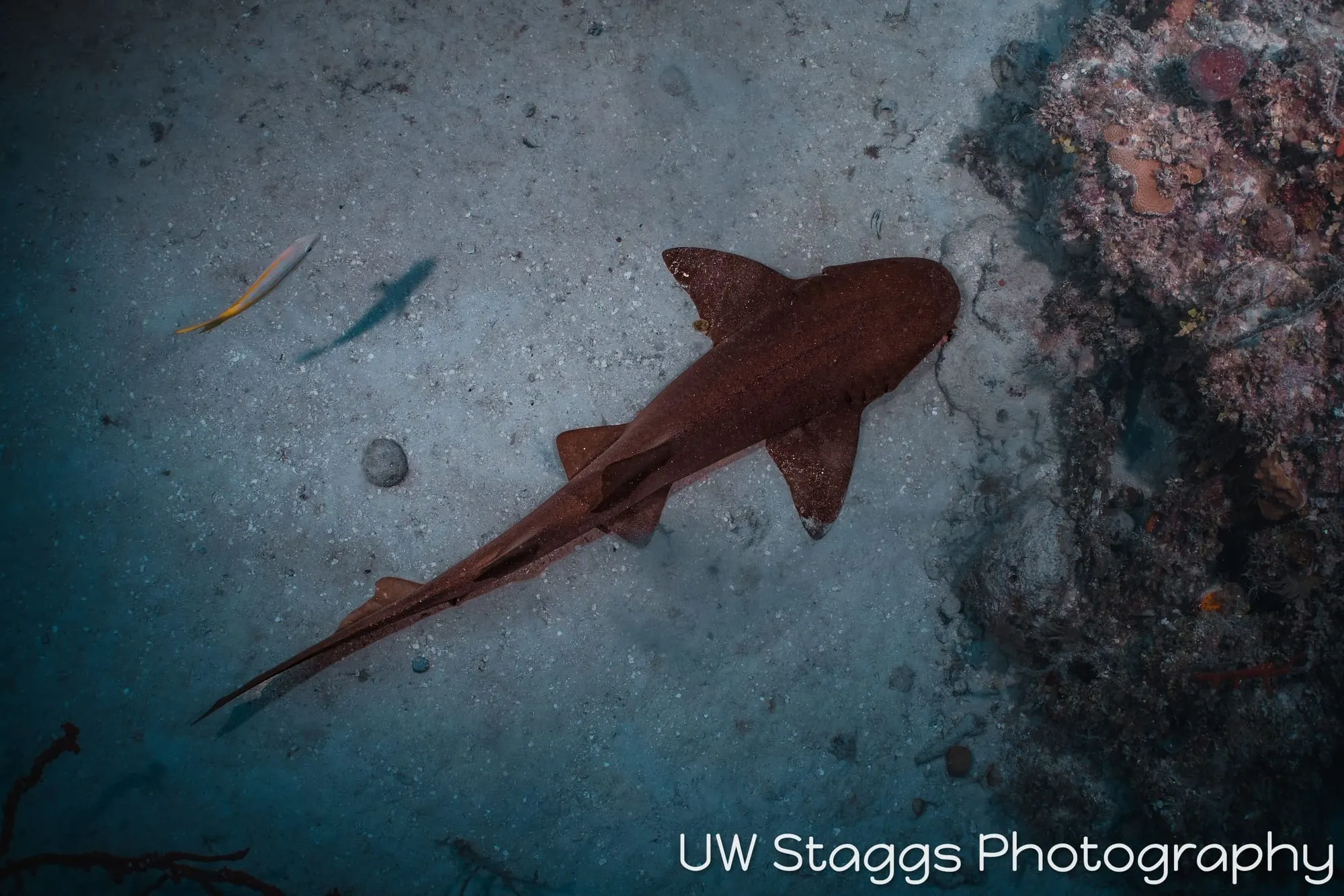 Dogfish Shark — Gardens of the Queen, Cuba