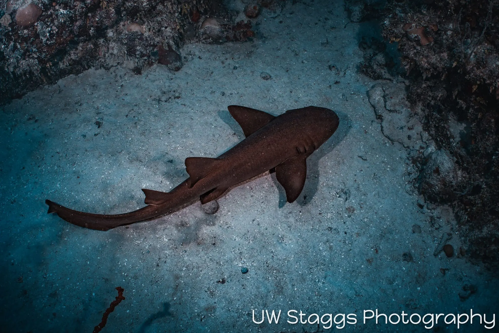 Dogfish Shark — Gardens of the Queen, Cuba