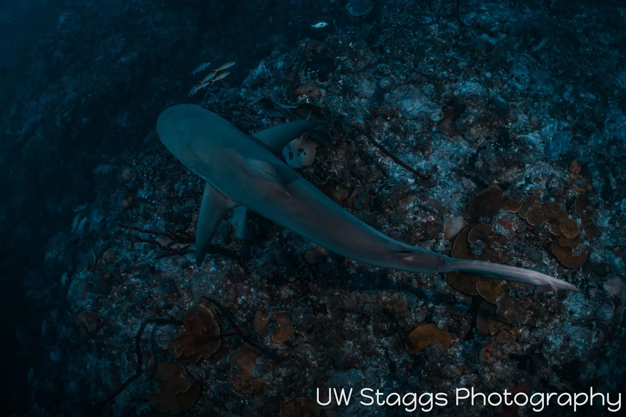 Dogfish Shark — Gardens of the Queen, Cuba