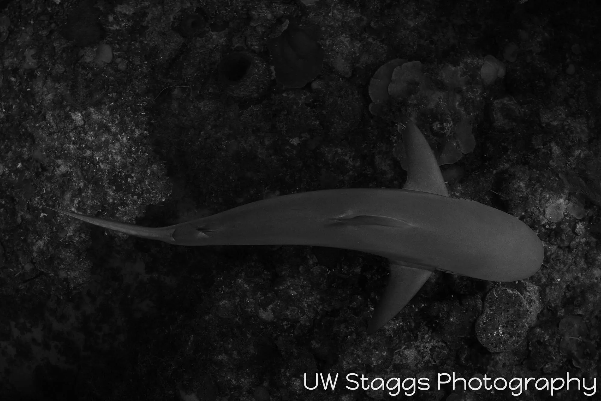 Dogfish Shark — Gardens of the Queen, Cuba