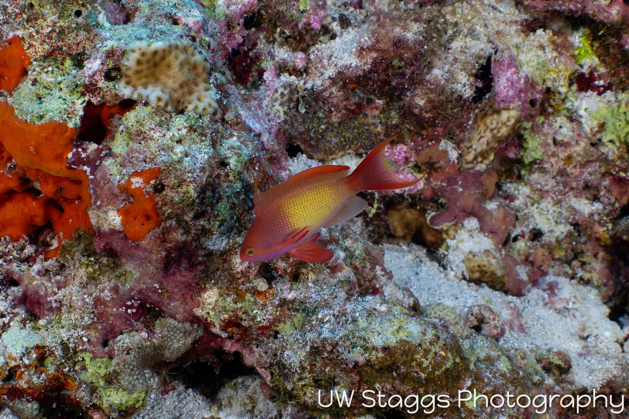 Reef Scene — Central Atolls, Maldives