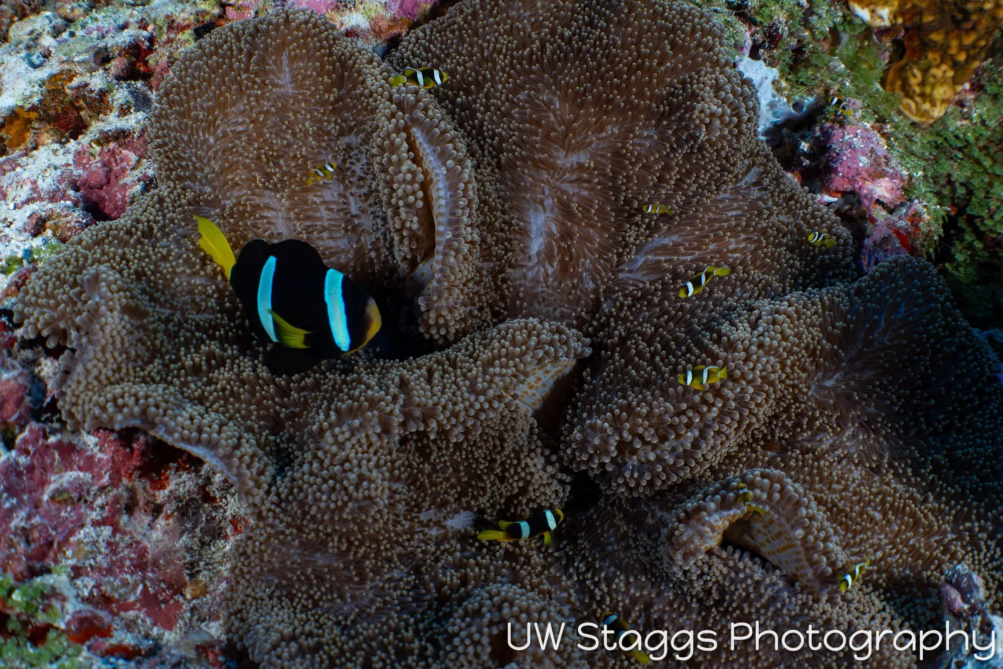 Coral Atoll — Central Atolls, Maldives