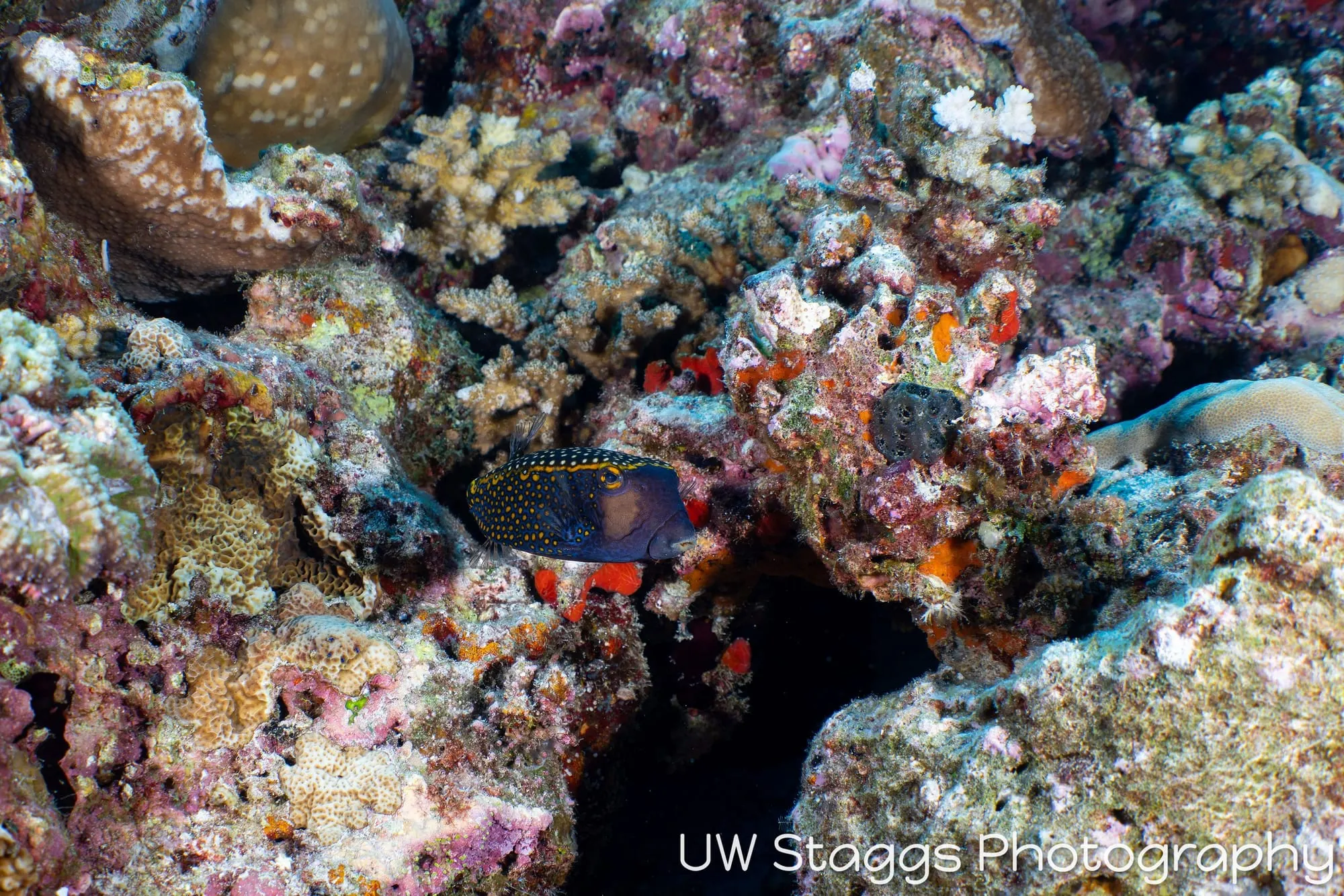 Coral Atoll — Central Atolls, Maldives