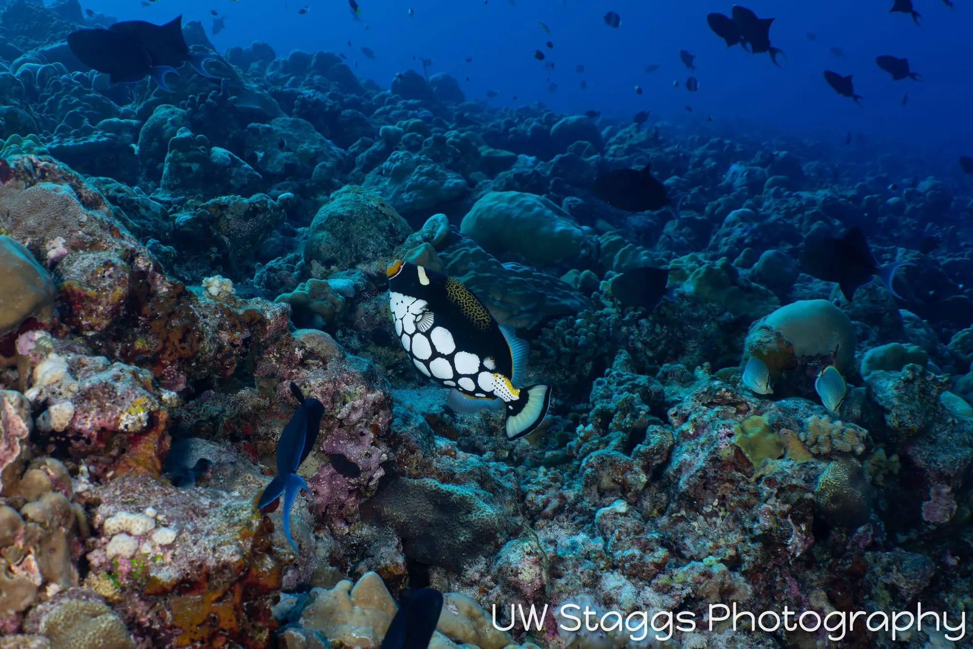 Coral Atoll — Central Atolls, Maldives