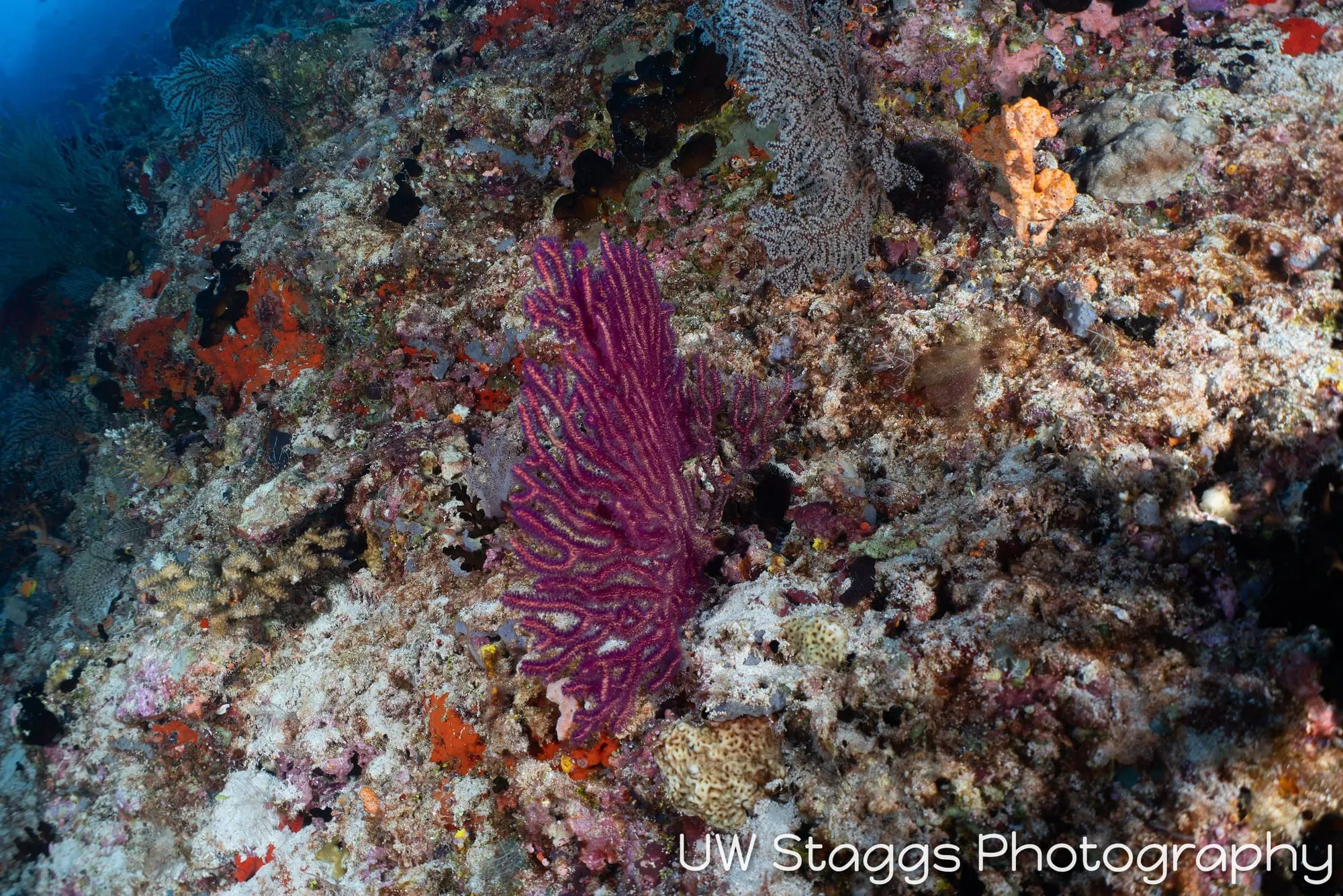 Coral Atoll — Central Atolls, Maldives