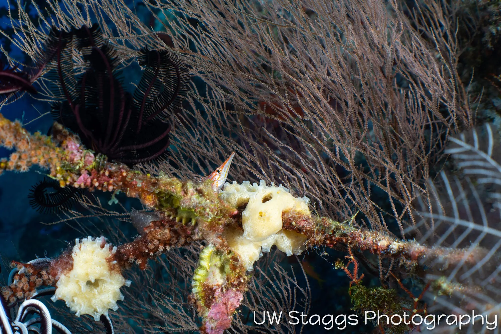 Tunicate — Central Atolls, Maldives
