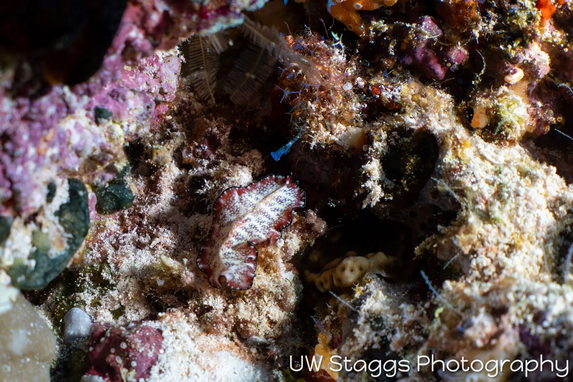 Tunicate — Central Atolls, Maldives