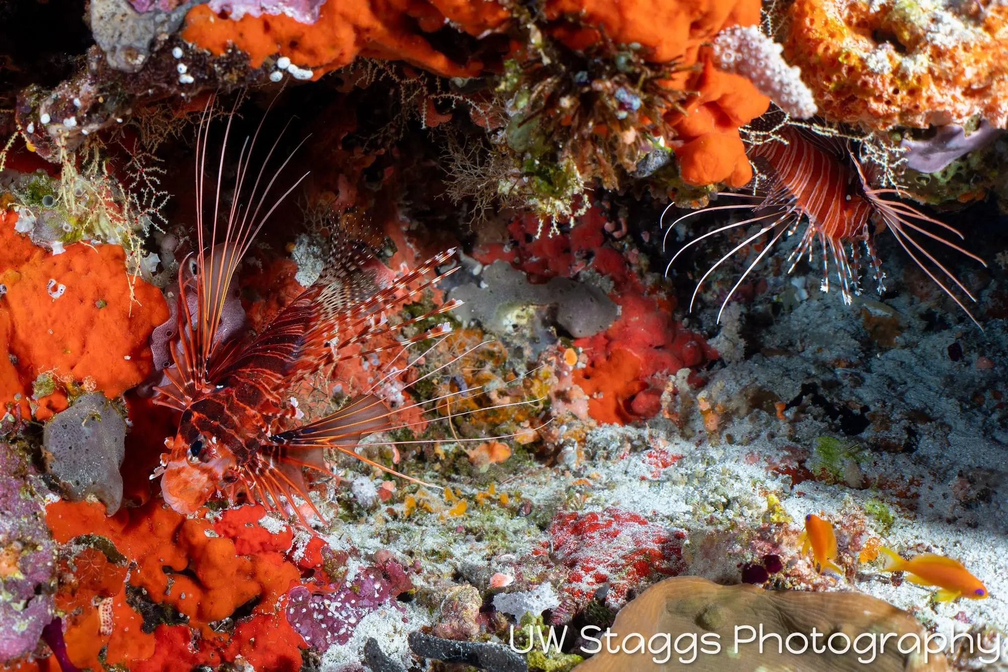 Lionfish — Central Atolls, Maldives