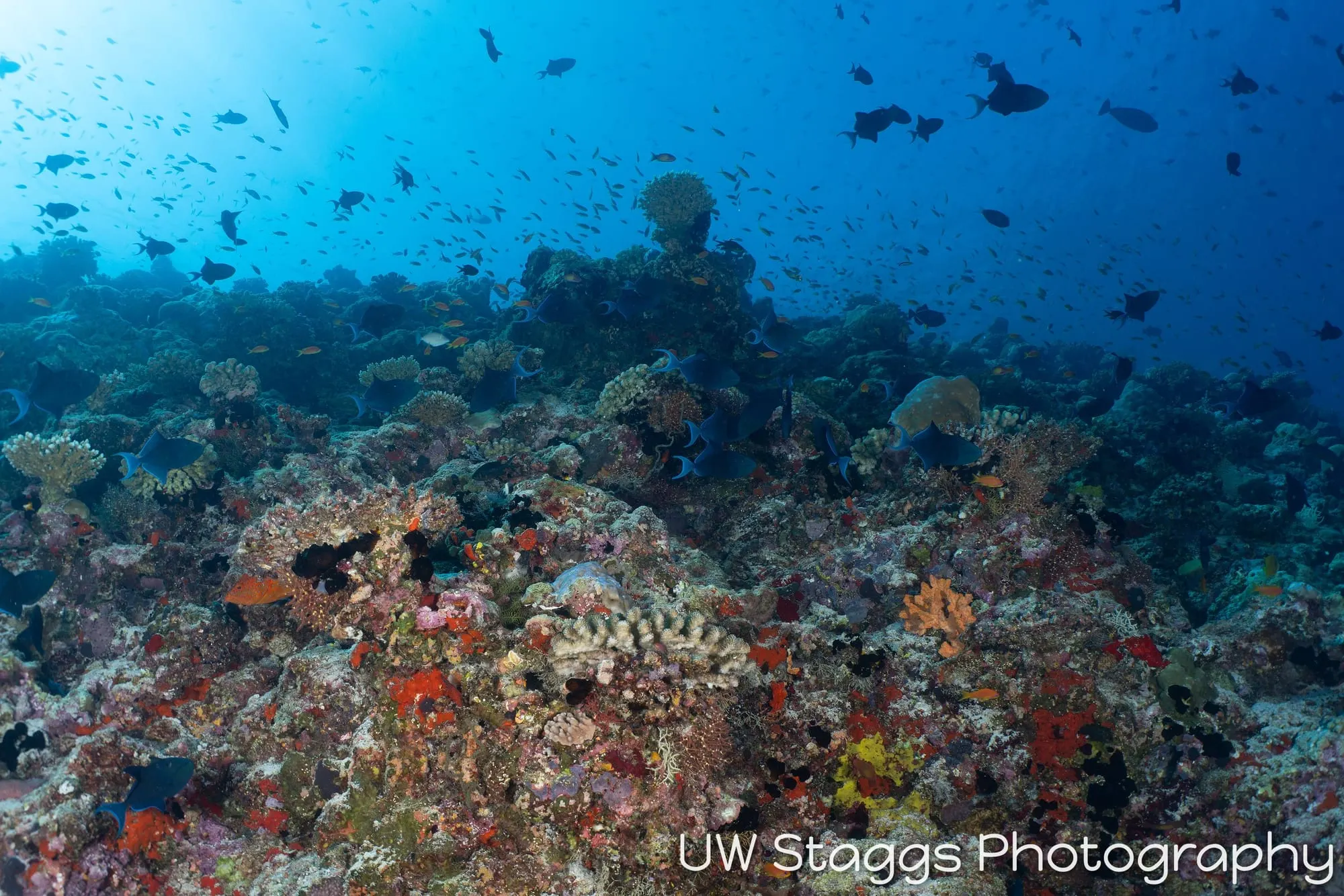 Coral Atoll — Central Atolls, Maldives