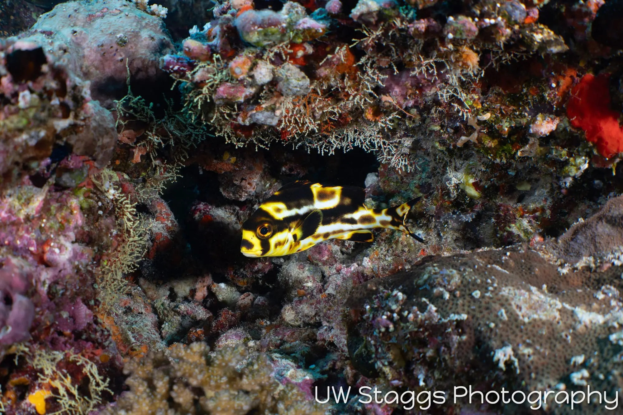 Reef Scene — Central Atolls, Maldives