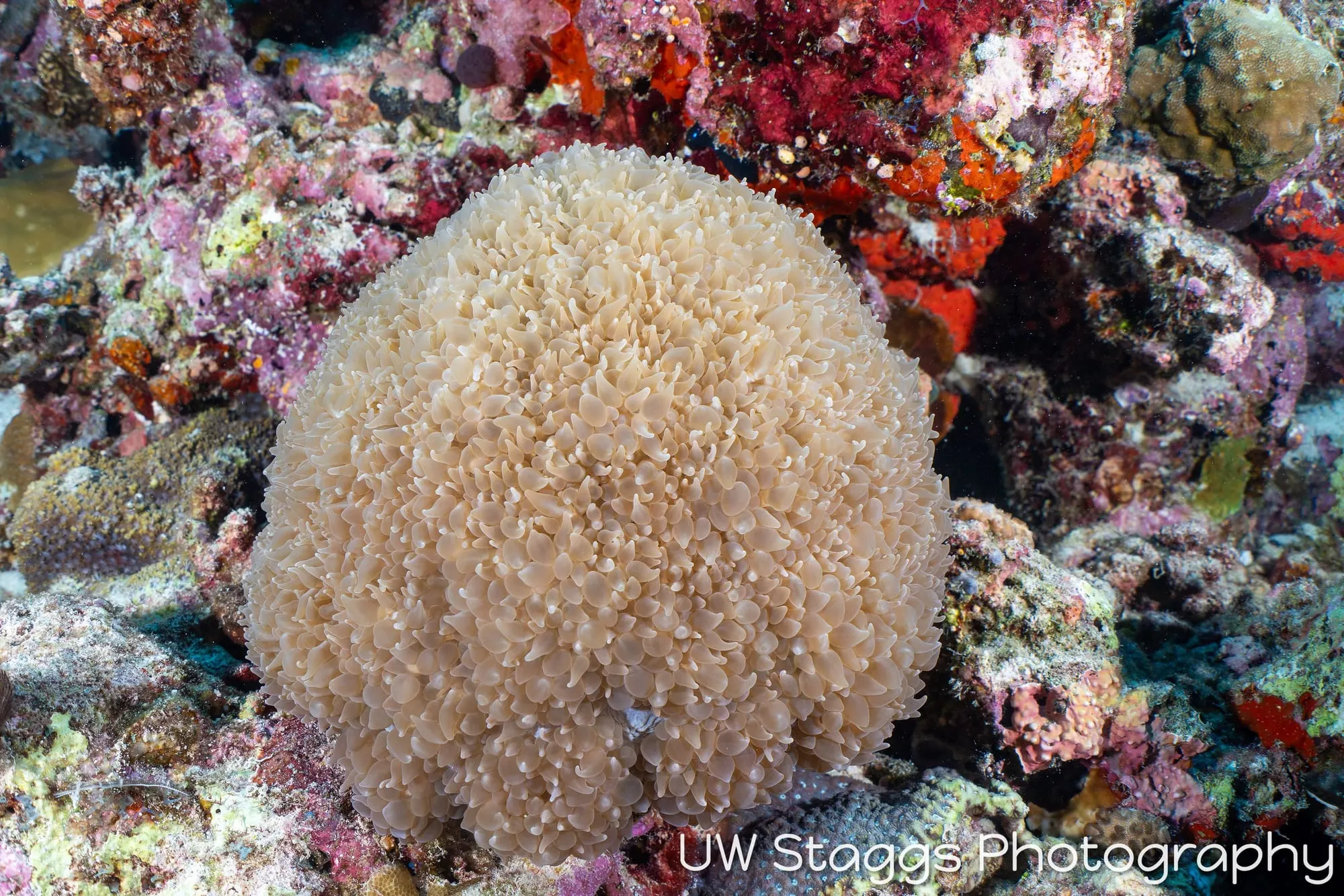 Coral Atoll — Central Atolls, Maldives