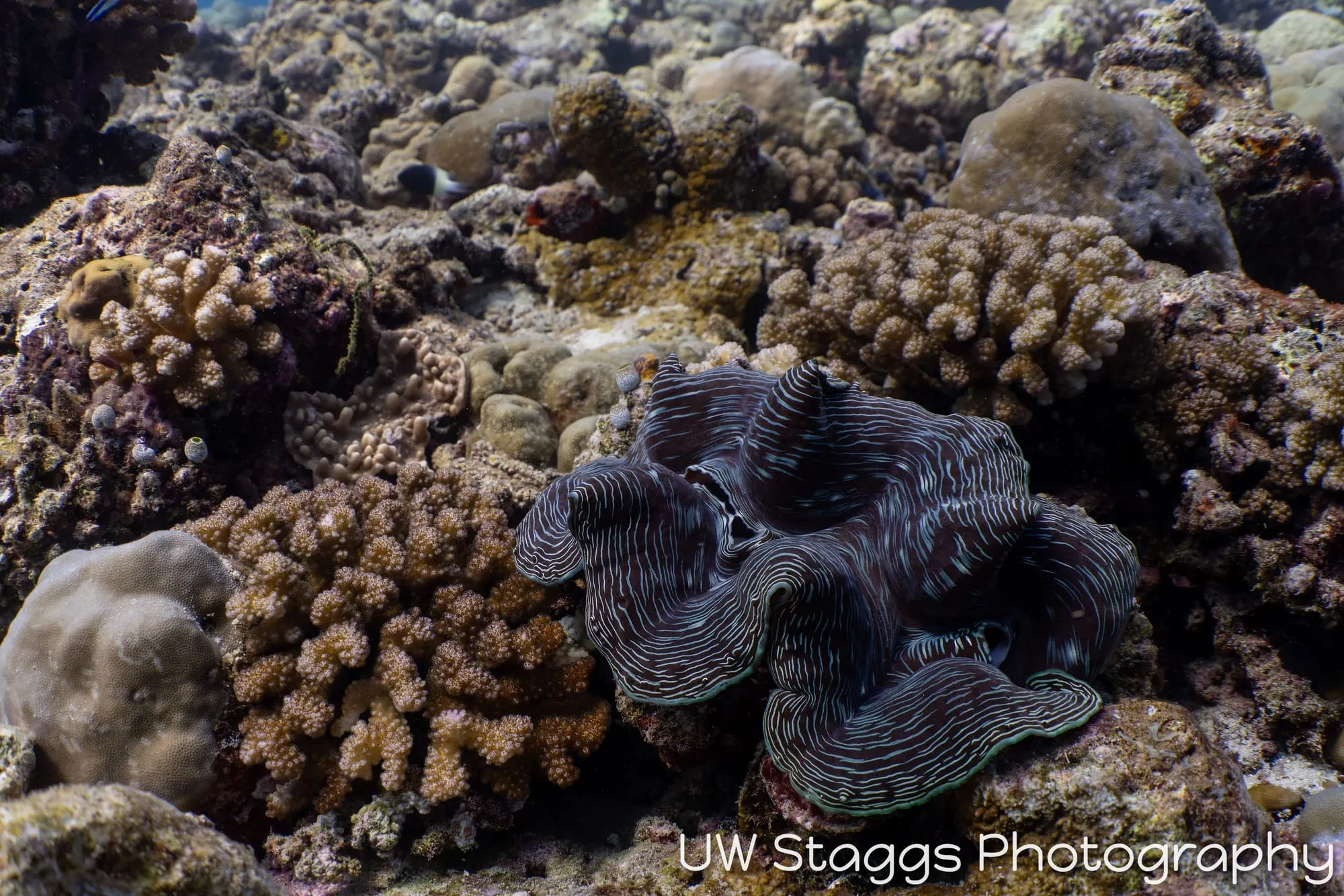 Clam — Central Atolls, Maldives