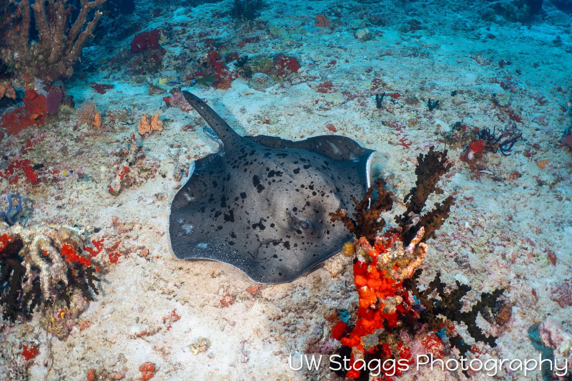 Coral Atoll — Central Atolls, Maldives