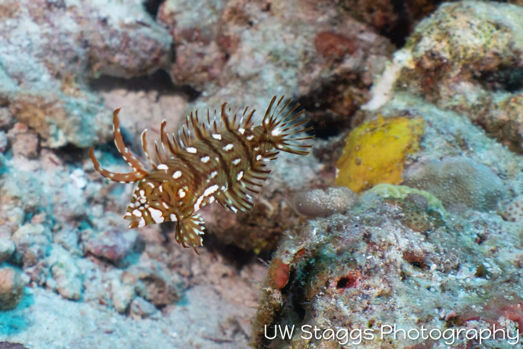 Lionfish — Central Atolls, Maldives
