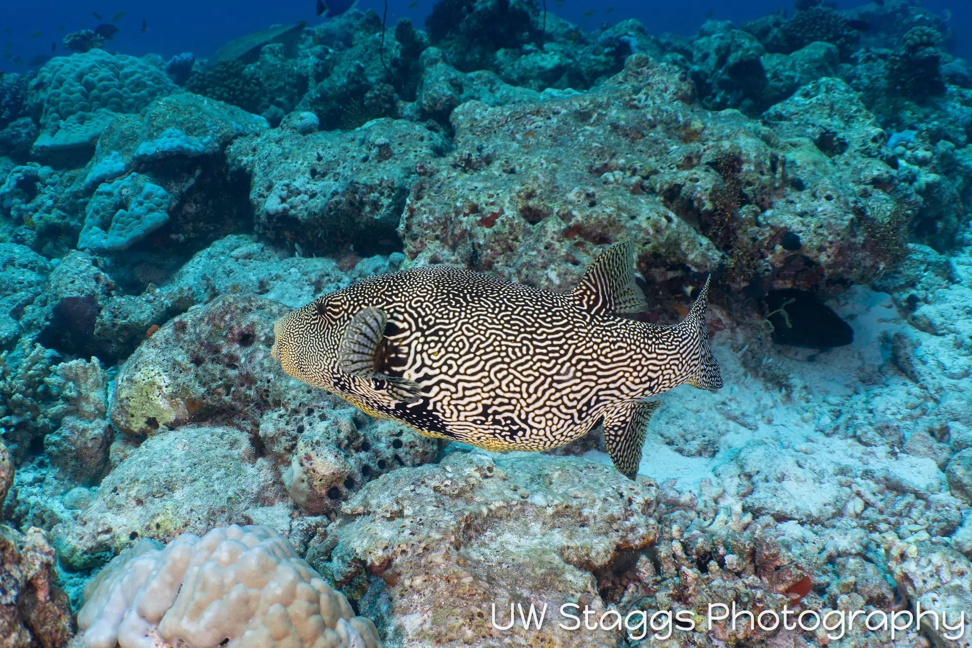 Coral Atoll — Central Atolls, Maldives