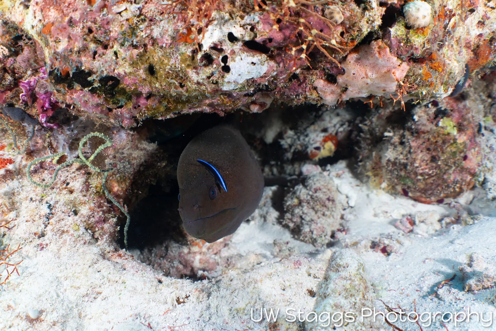 Tunicate — Central Atolls, Maldives