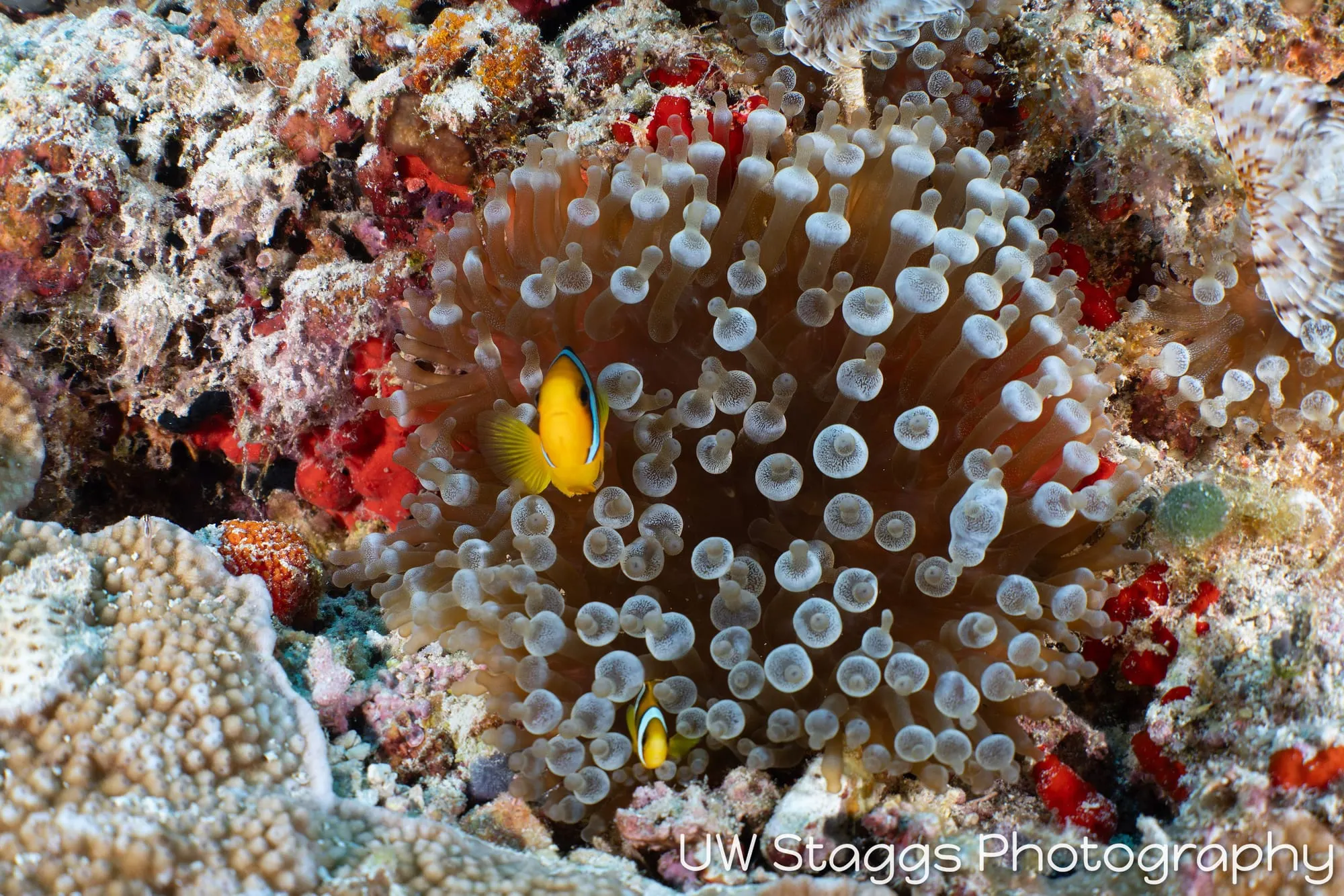 Coral Atoll — Central Atolls, Maldives