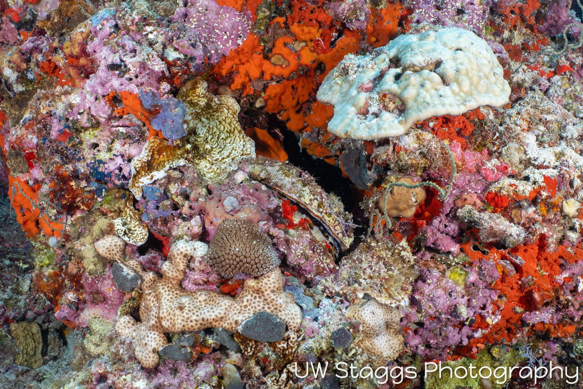 Coral Atoll — Central Atolls, Maldives