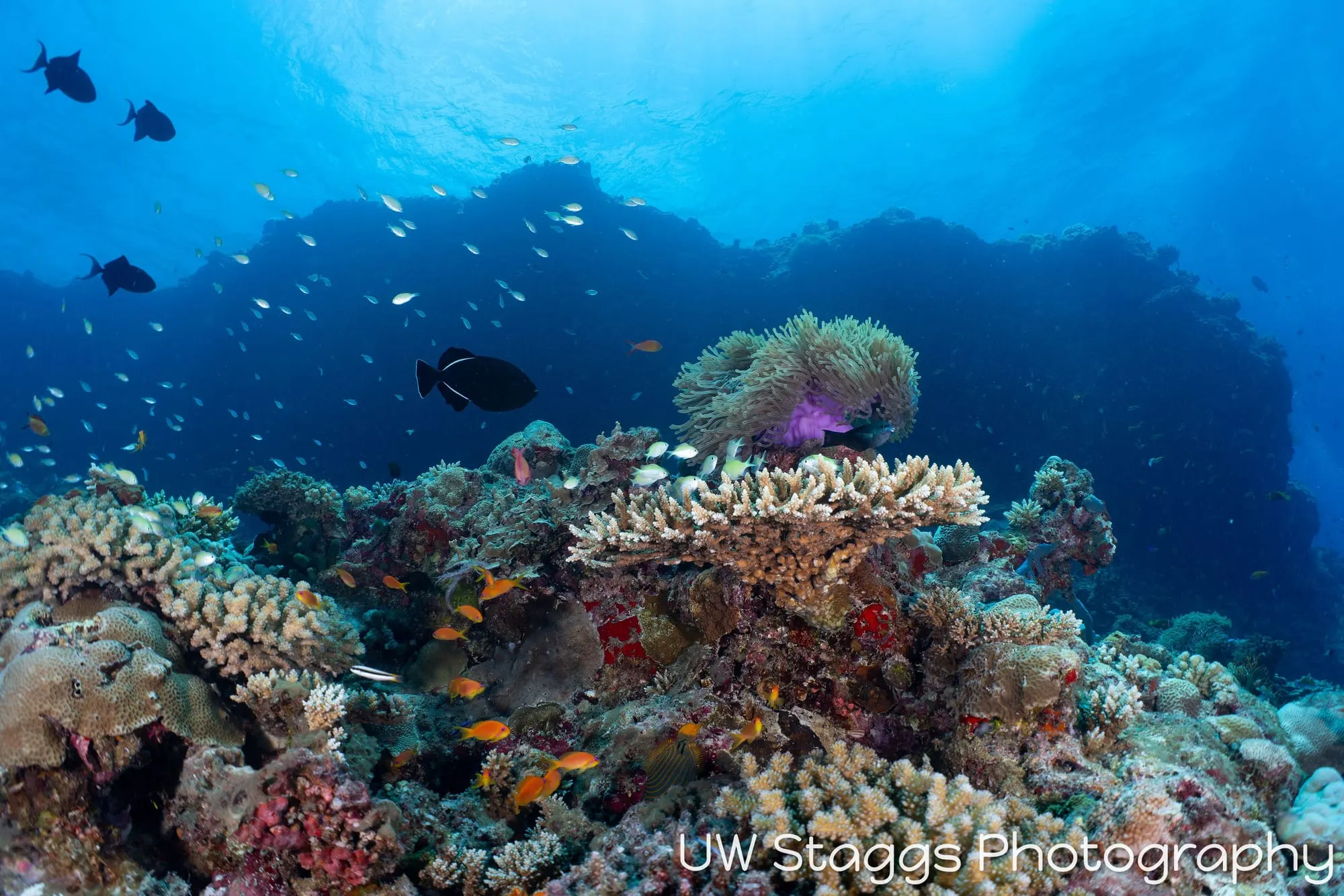 Coral Atoll — Central Atolls, Maldives