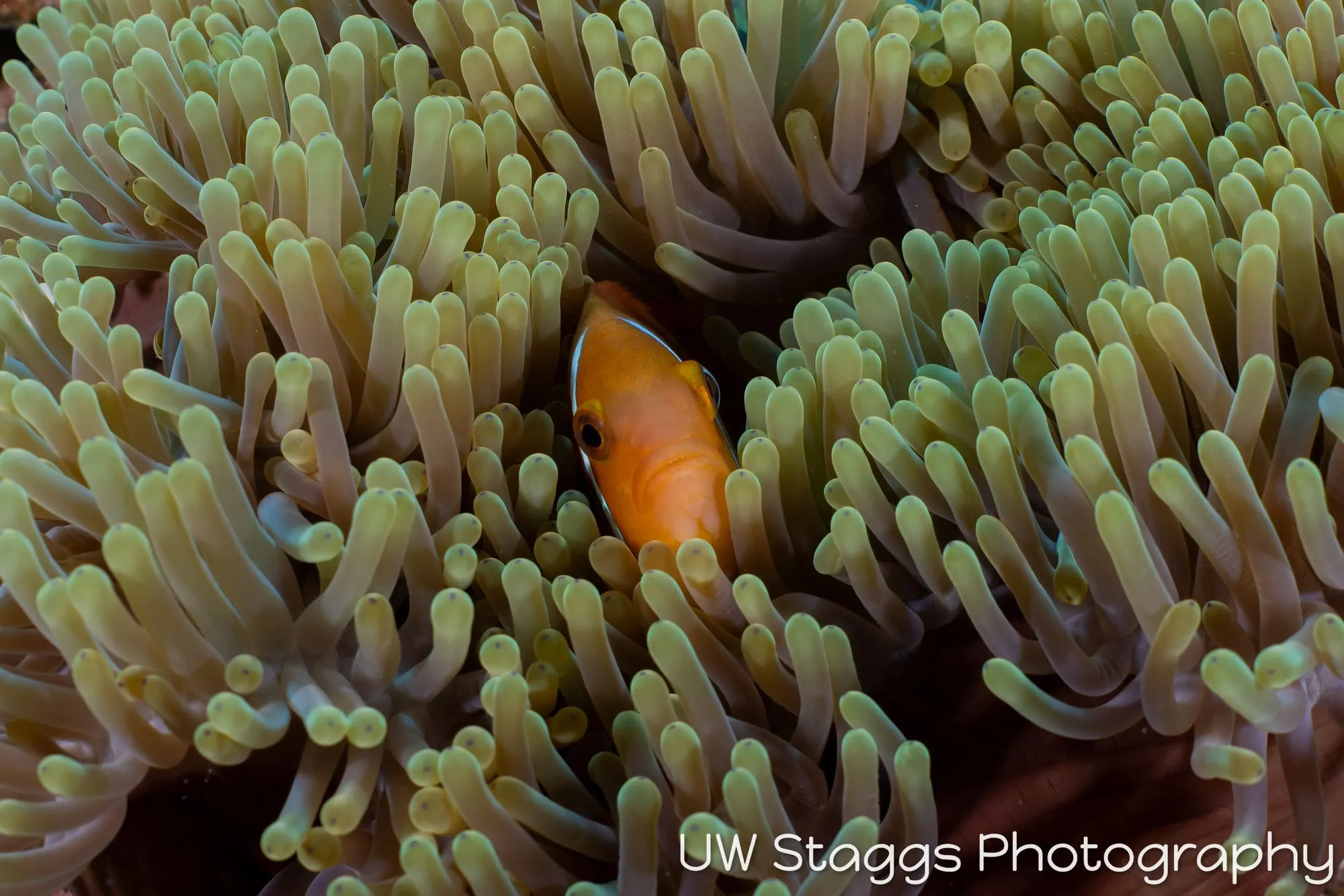 Reef Scene — Central Atolls, Maldives