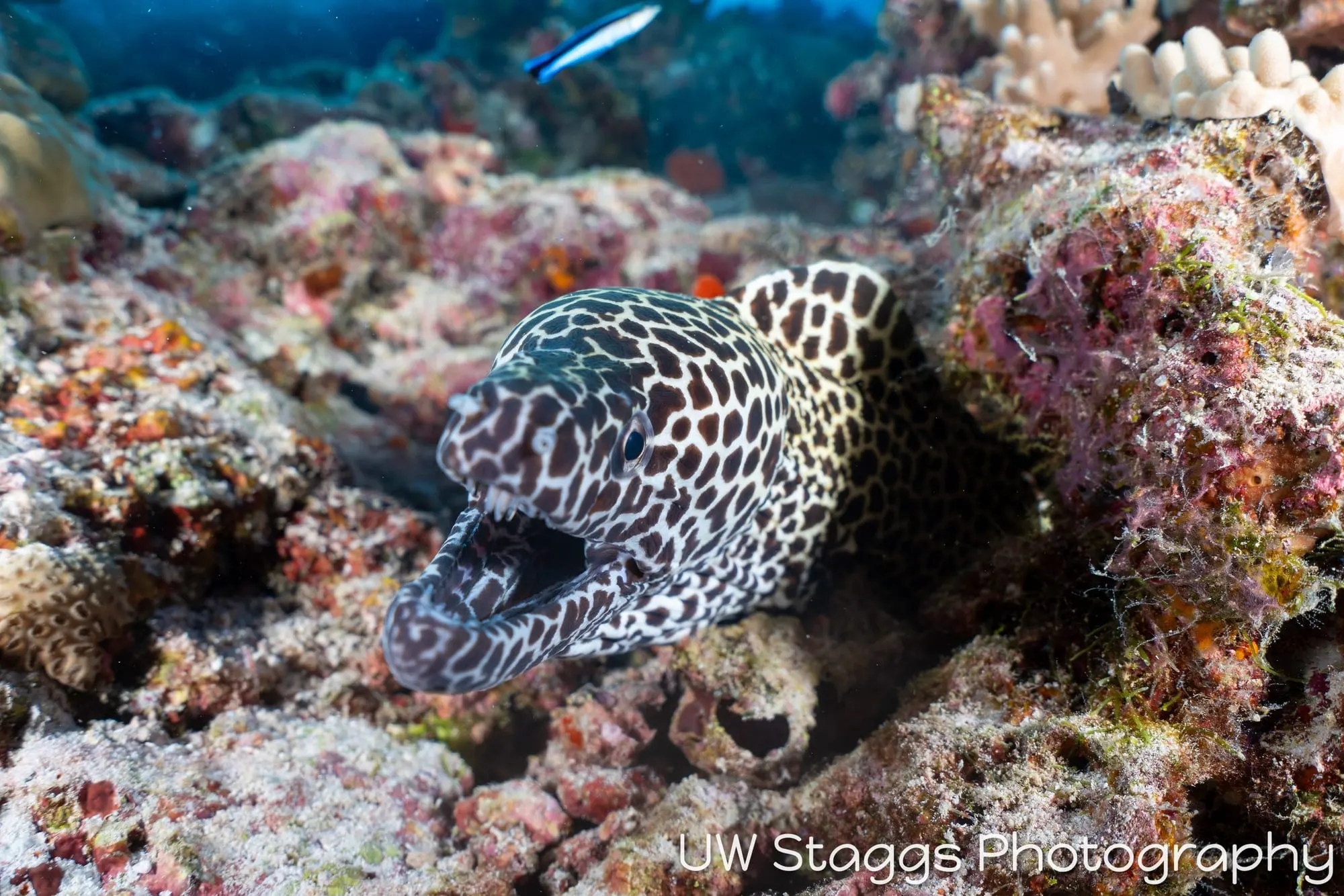 Coral Atoll — Central Atolls, Maldives