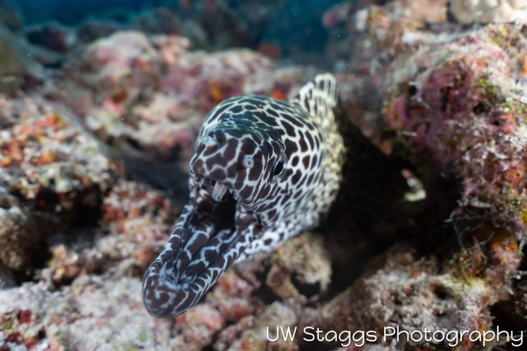 Octopus — Central Atolls, Maldives