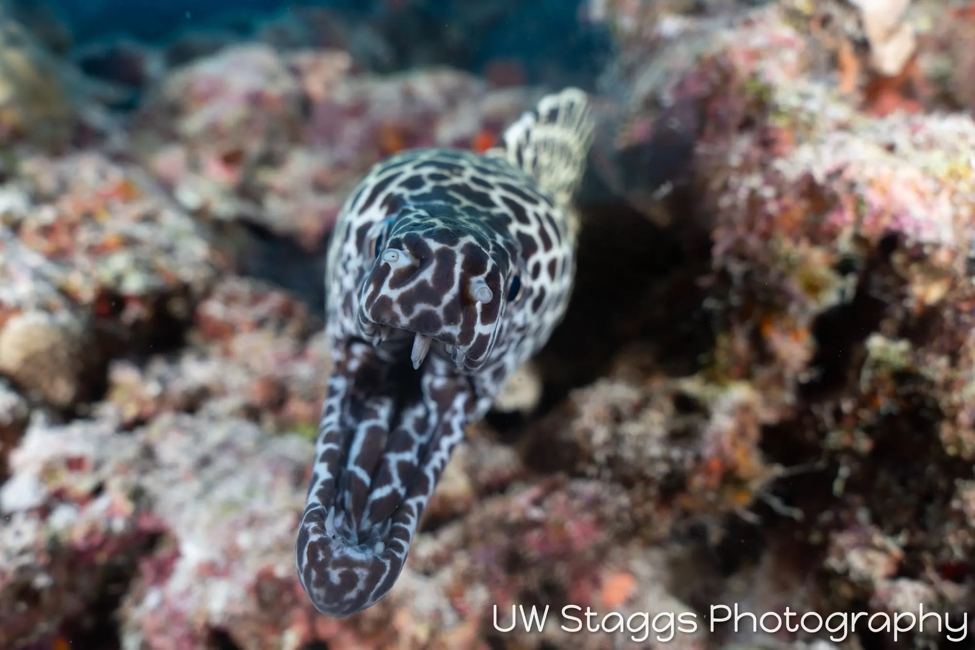 Octopus — Central Atolls, Maldives