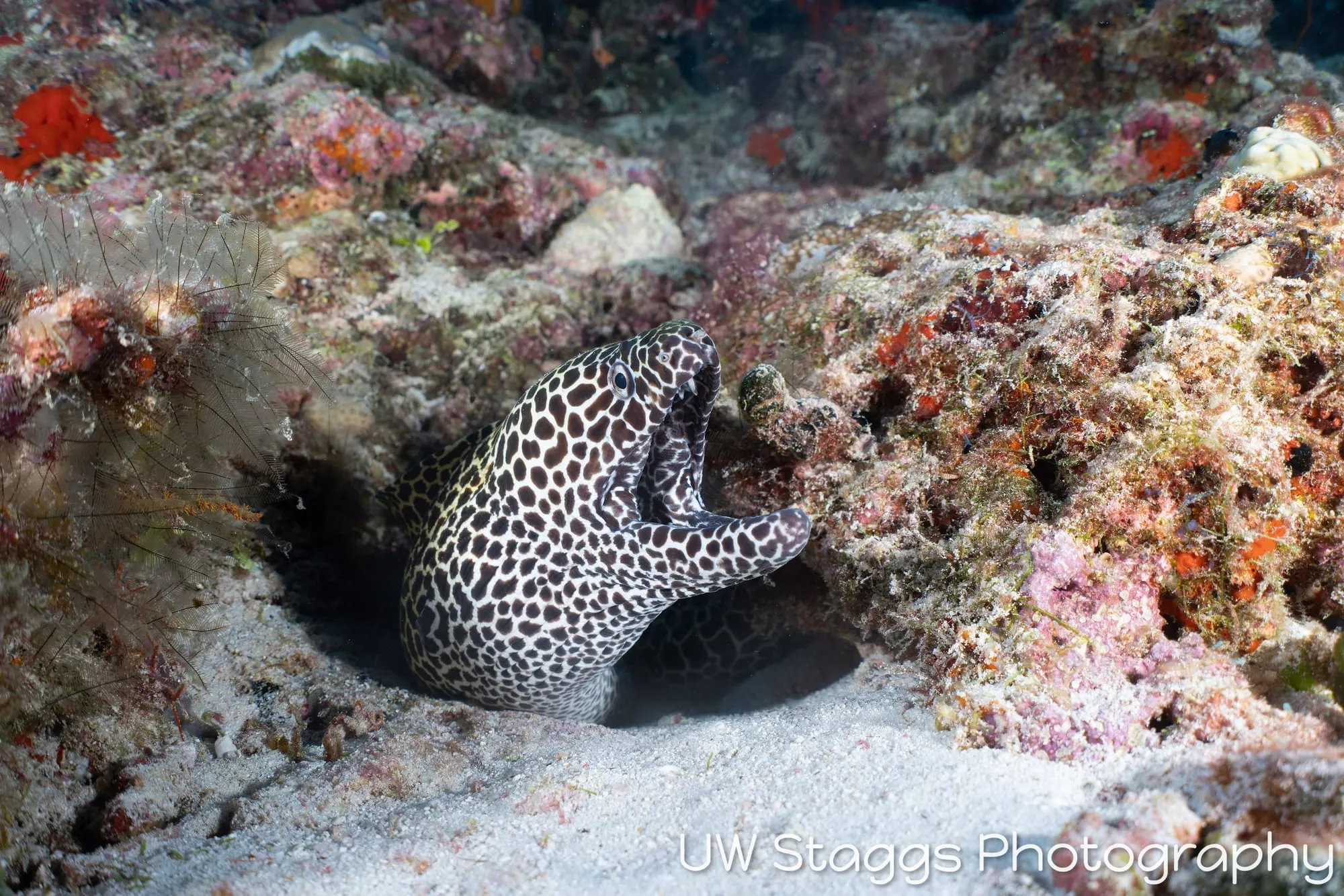 Octopus — Central Atolls, Maldives