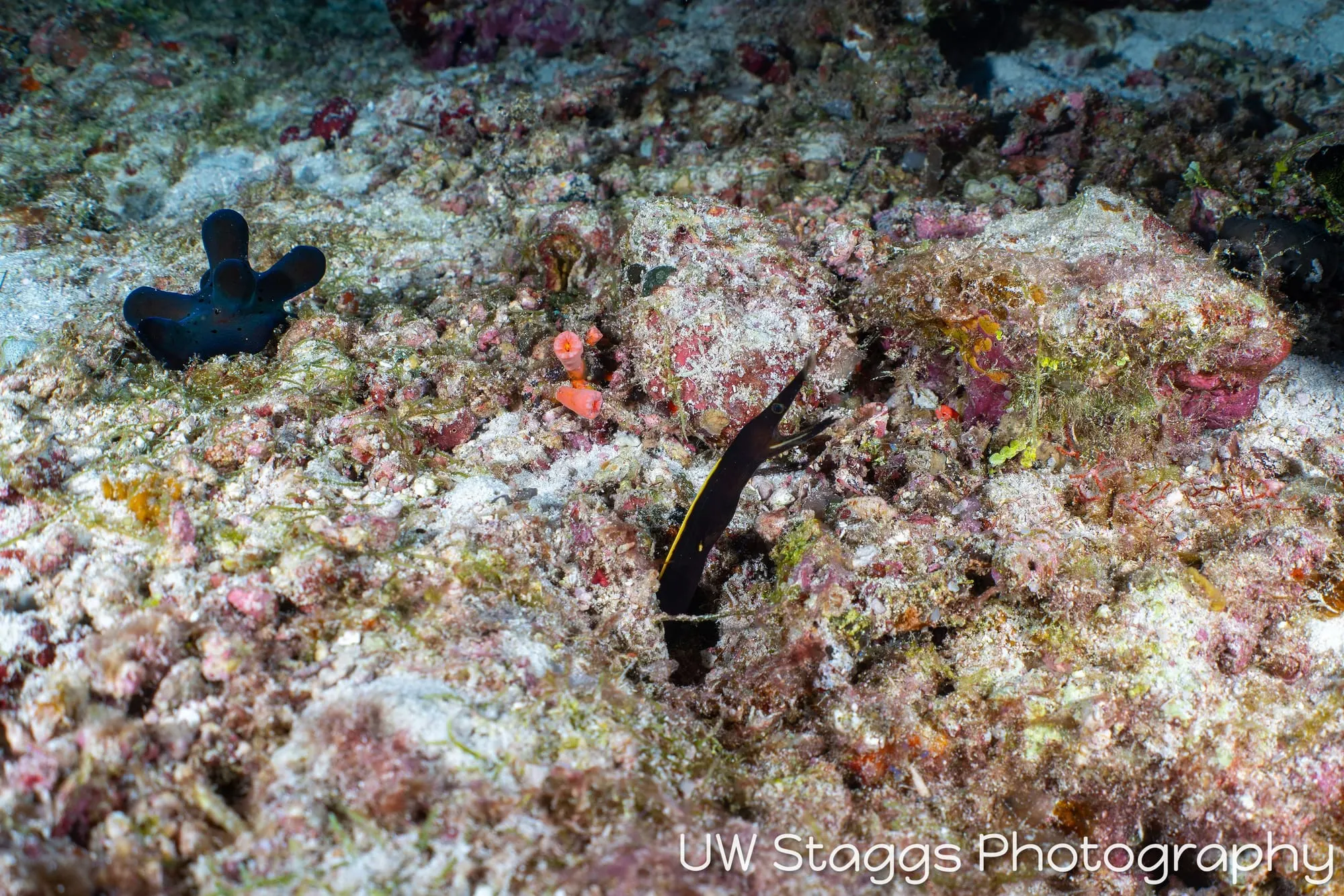 Tunicate — Central Atolls, Maldives