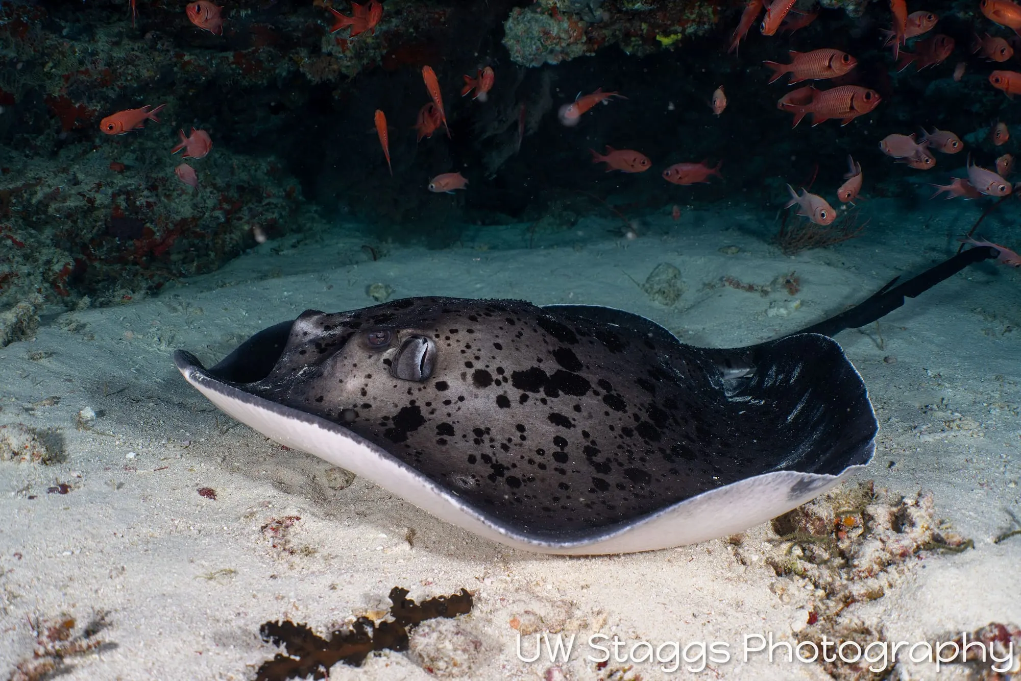 Reef Scene — Central Atolls, Maldives