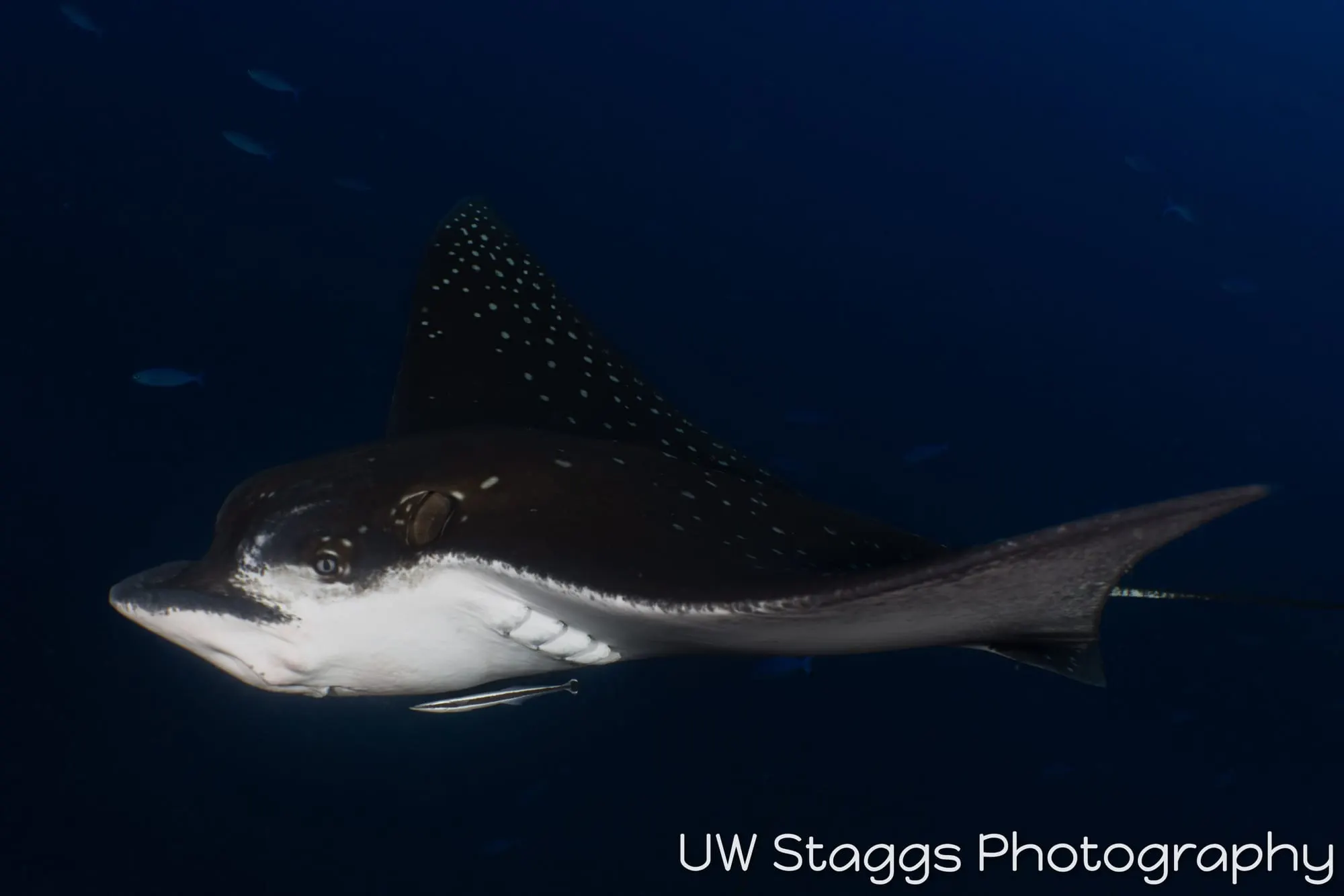 Dogfish Shark — Central Atolls, Maldives
