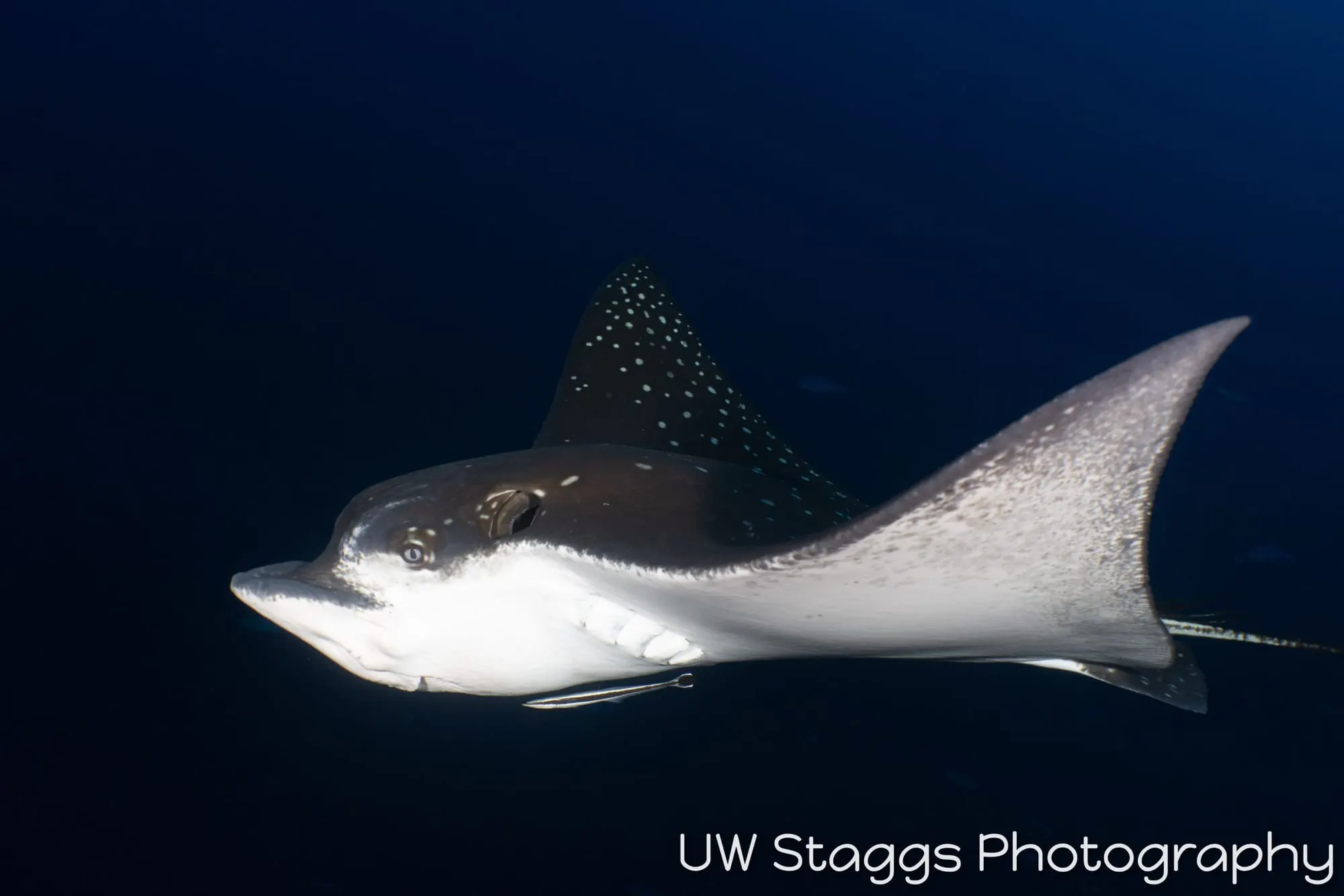 Dogfish Shark — Central Atolls, Maldives