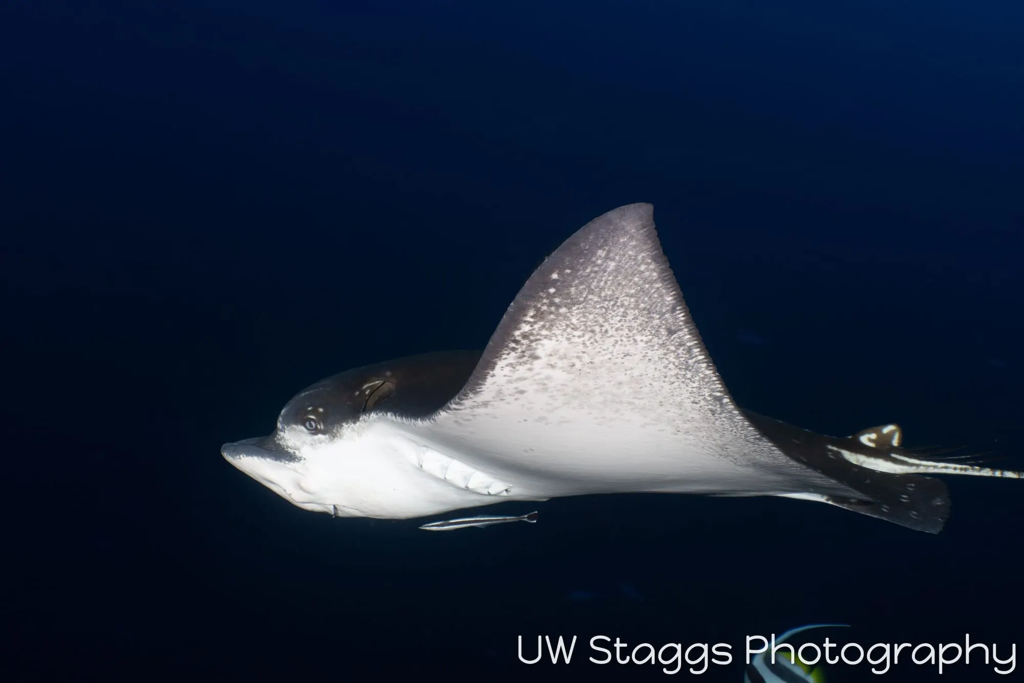 Dogfish Shark — Central Atolls, Maldives