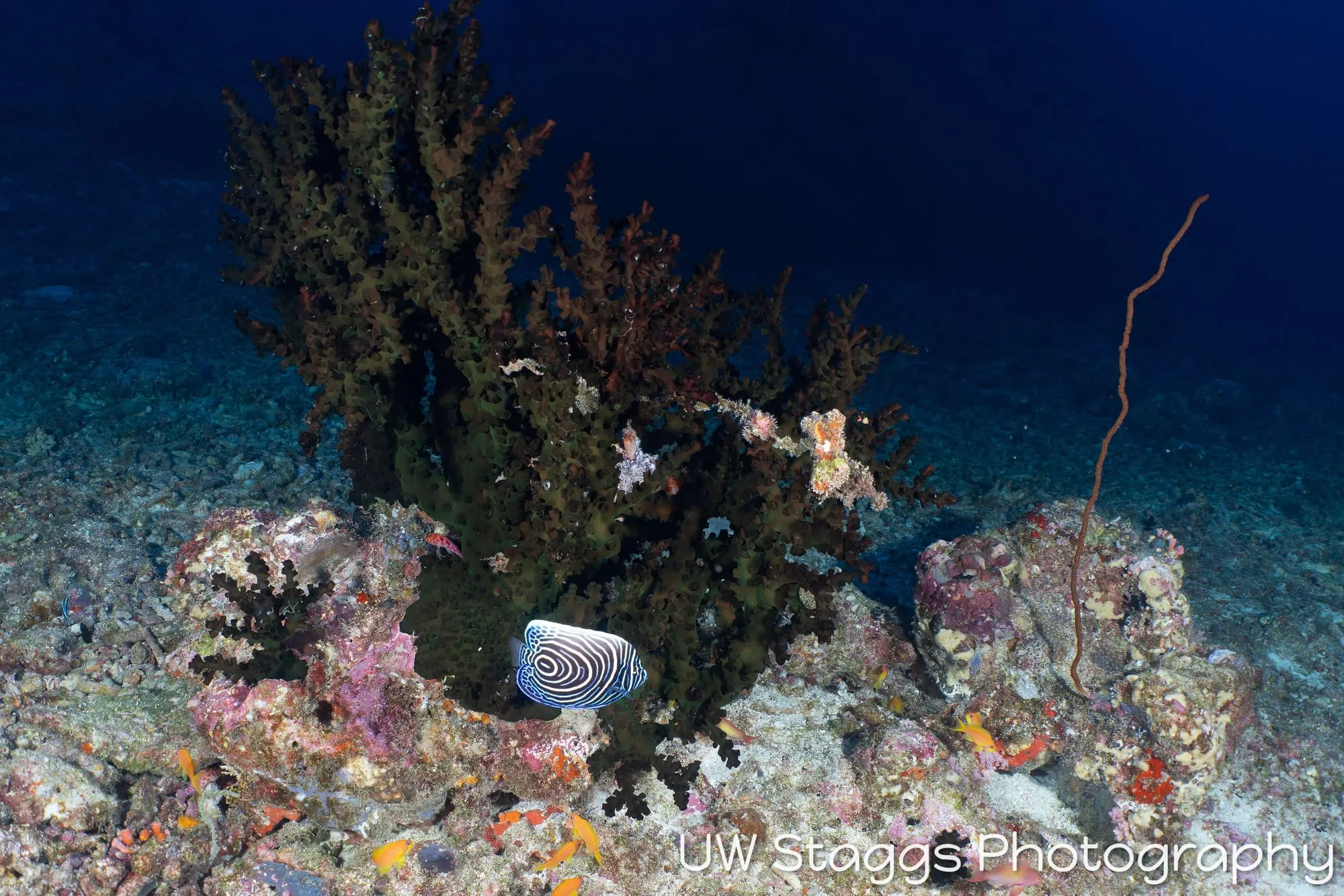 Coral Atoll — Central Atolls, Maldives
