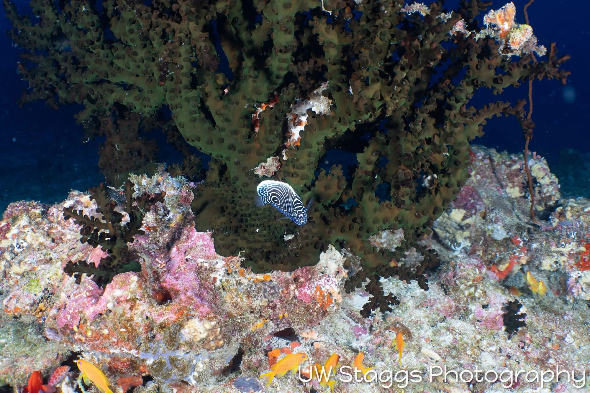 Coral Atoll — Central Atolls, Maldives