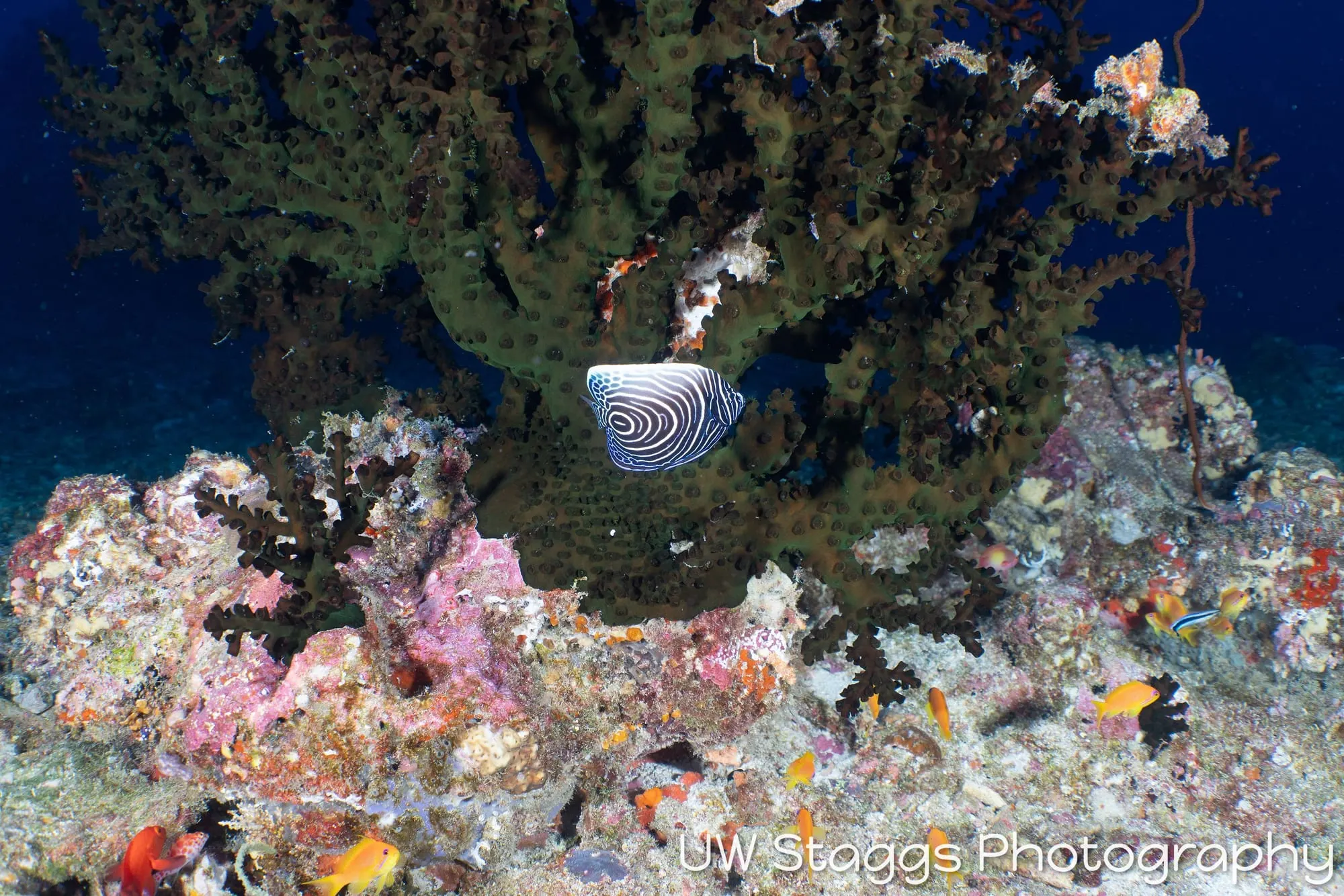 Coral Atoll — Central Atolls, Maldives