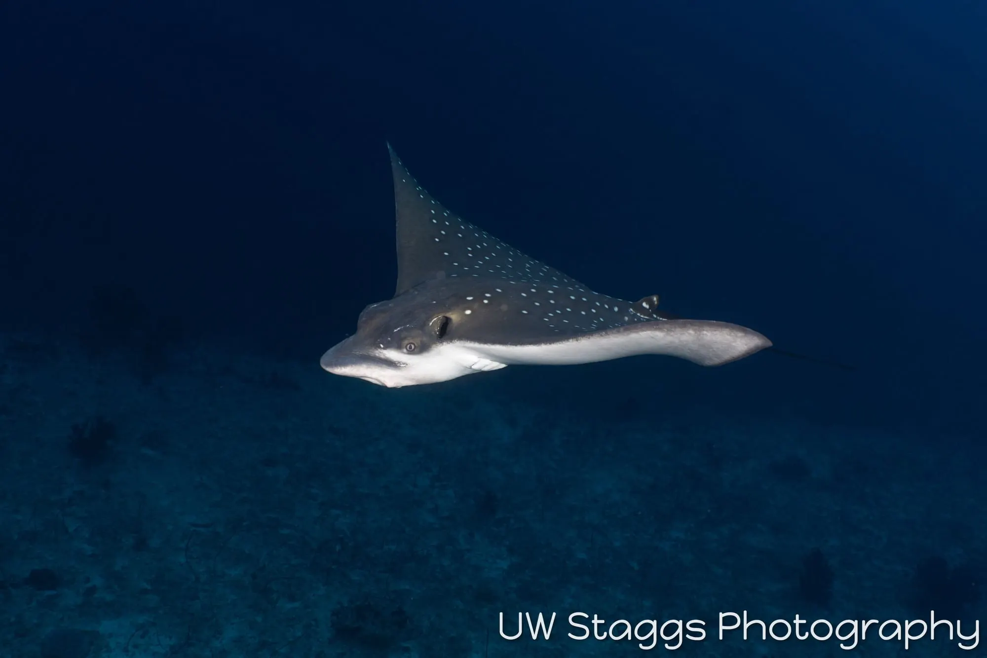 Dogfish Shark — Central Atolls, Maldives