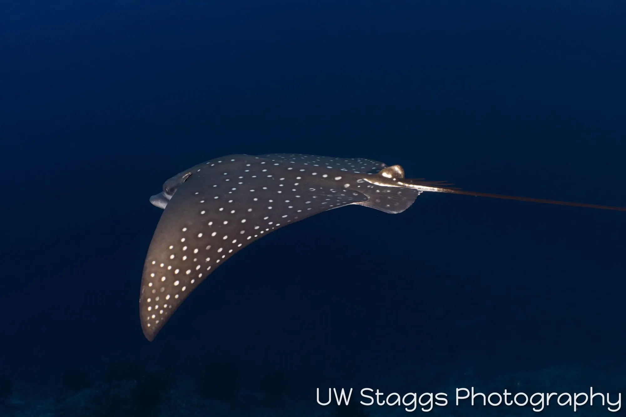 Dogfish Shark — Central Atolls, Maldives