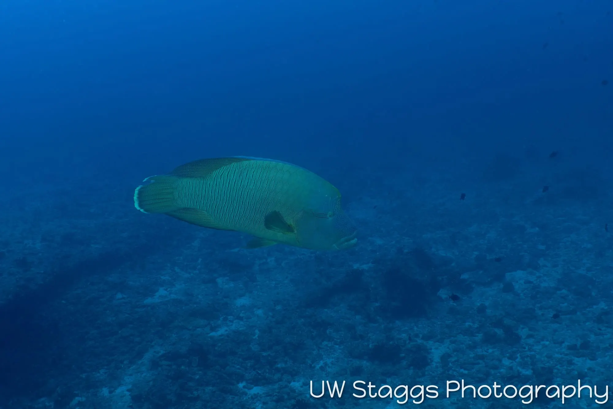 Whale — Central Atolls, Maldives